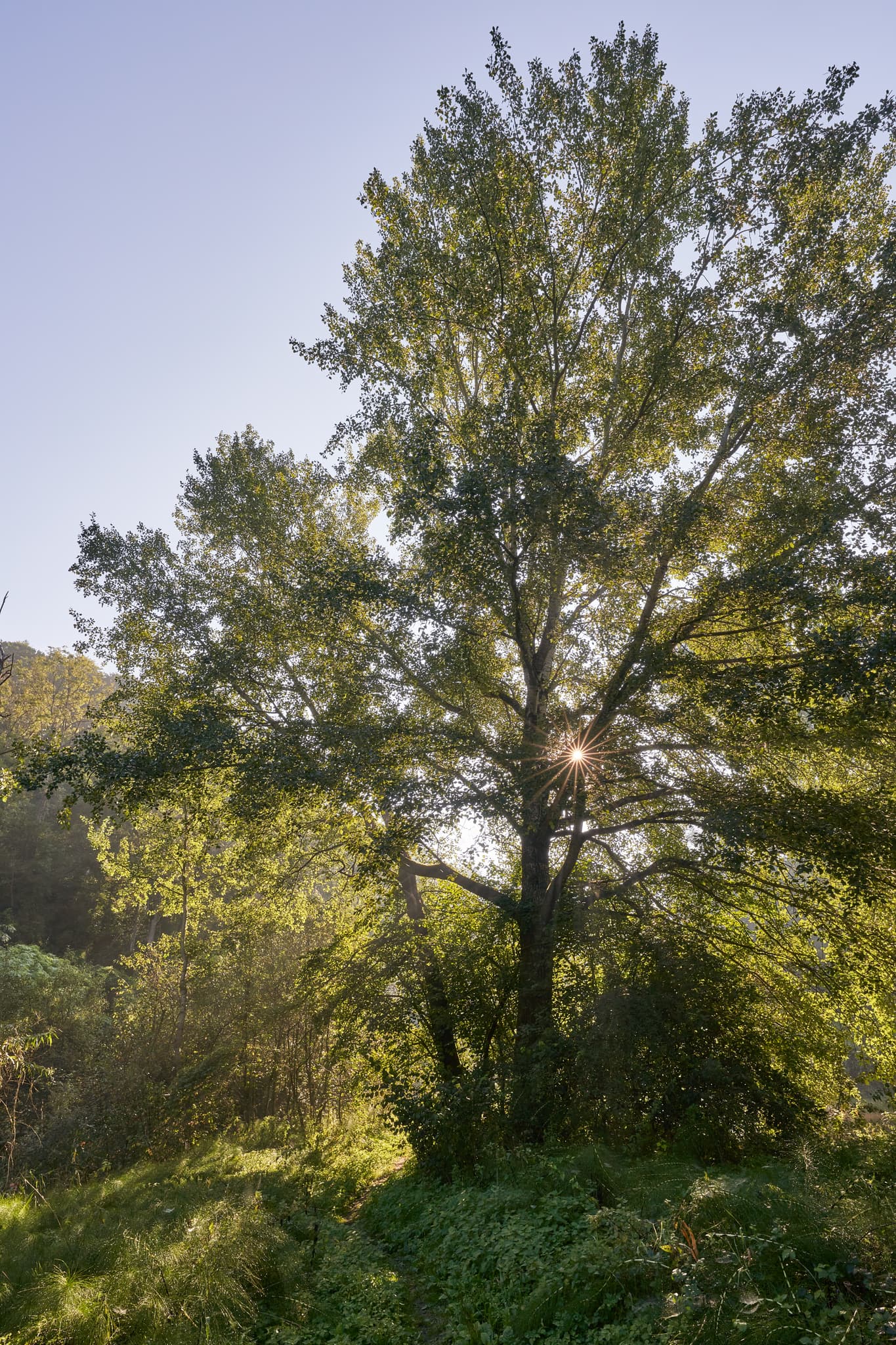 Pilgerweg in der Landschaft bei Steinhöring Isen, Gemeinde Winhöring, Landkreis Altötting, Oberbayern, Inn-Salzach, Deutschland. Zeigt Baum mit Sonnenstrahlen.