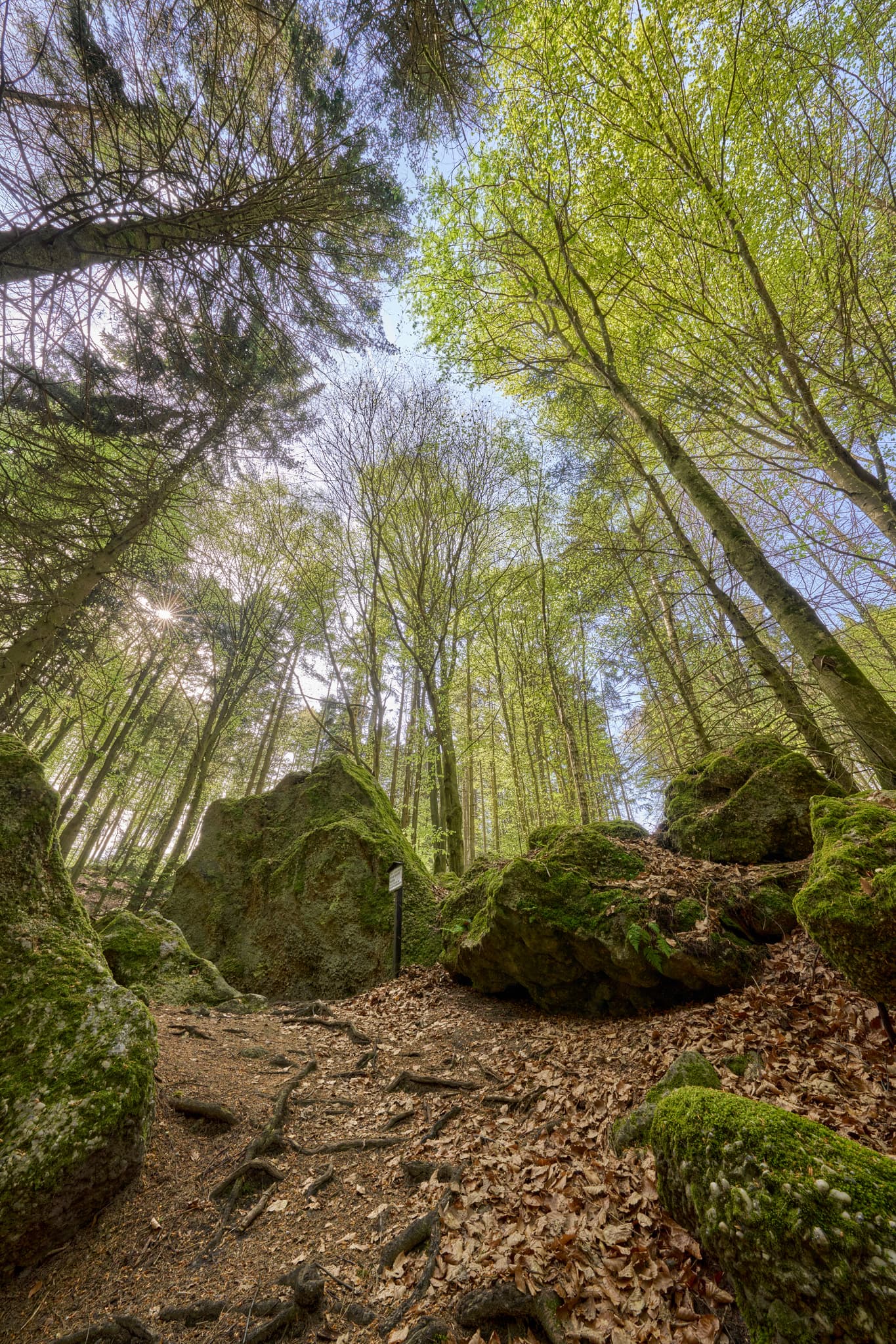 Waldweg mit bemoosten Felsen in St. Salvator Luisenburg, Bad Griesbach. Passau, Niederbayern, Deutschland.
