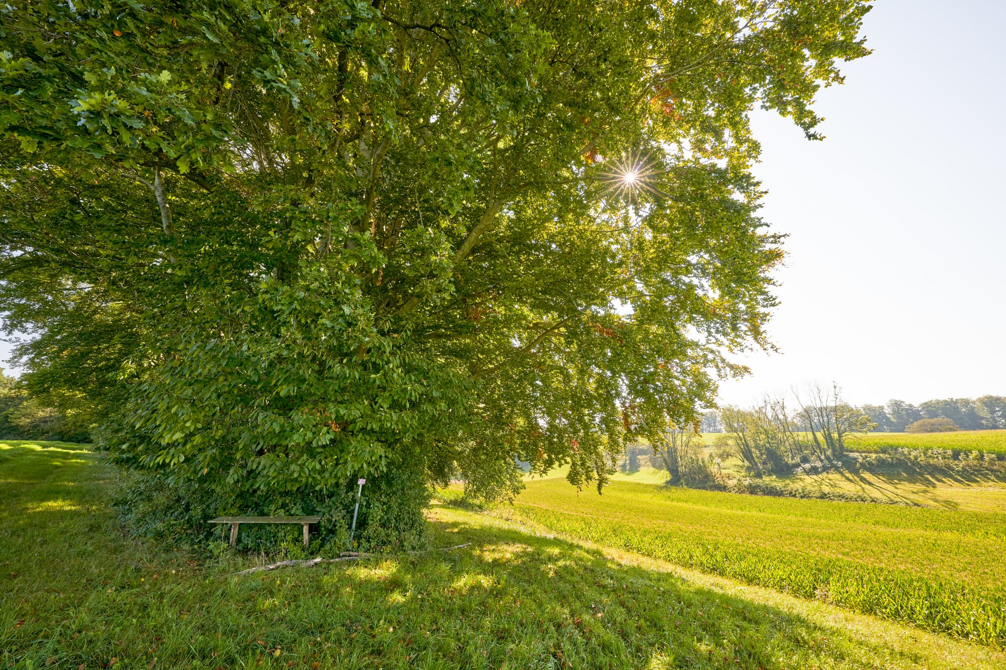 Landschaft vom St.-Rupert-Pilgerweg in Kastl, Altötting, Oberbayern. Es zeigt einen Baum mit Bank und Weitblick über Felder im Inn-Salzach-Gebiet, Deutschland.