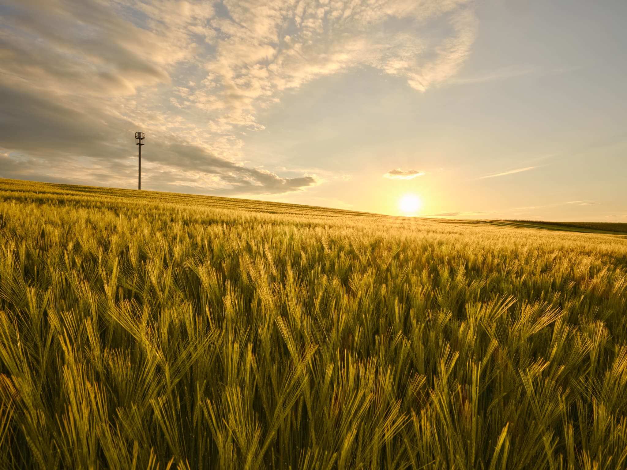 Weites Getreidefeld im Abendlicht, ein Sendemast auf Anhöhe. Hirtl nach Weingarten, Mitterskrichen, Landkreis Rottal-Inn, Niederbayern, Holzland, Deutschland.