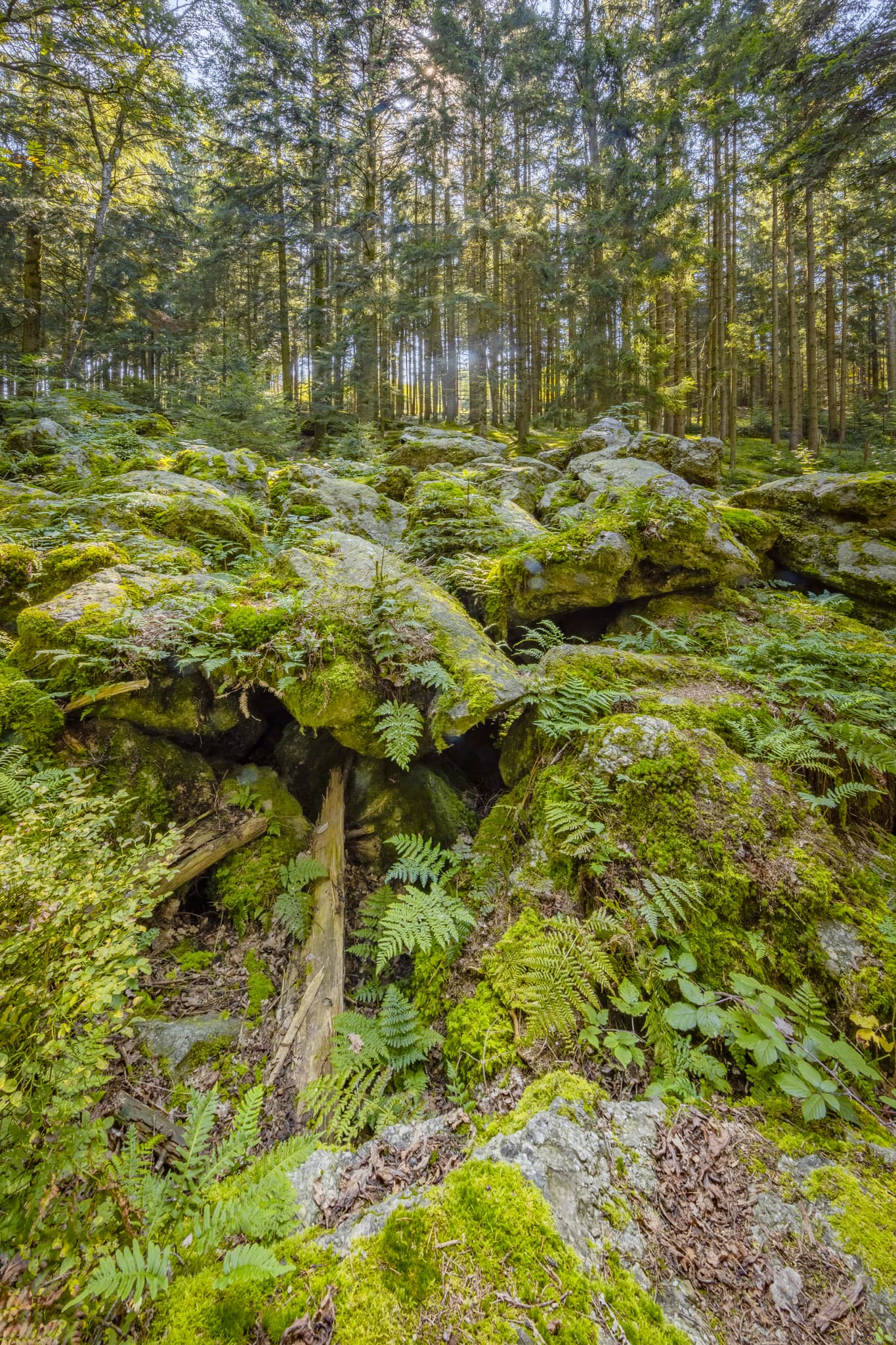 Geotop im Waldgebiet mit großen Geröll-Steinen aus der Eiszeit in Voglarn bei Triftern, Rottal-Inn, Niederbayern, Holzland, Bäderdreieck, Deutschland.
