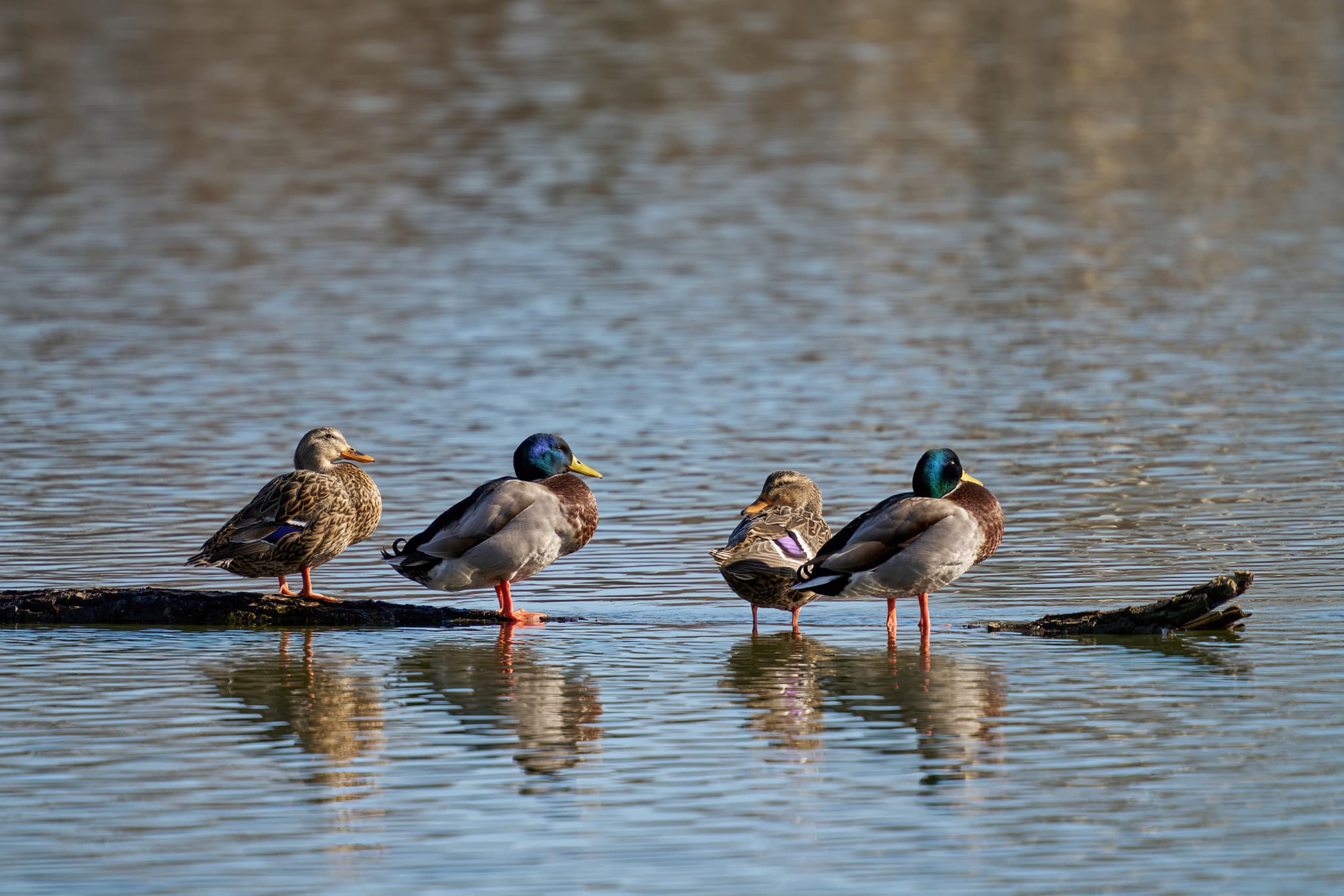 Stockenten am Isen-Stausee bei Winhöring im Landkreis Altötting, Oberbayern, Deutschland. Naturaufnahme der Region Inn-Salzach.