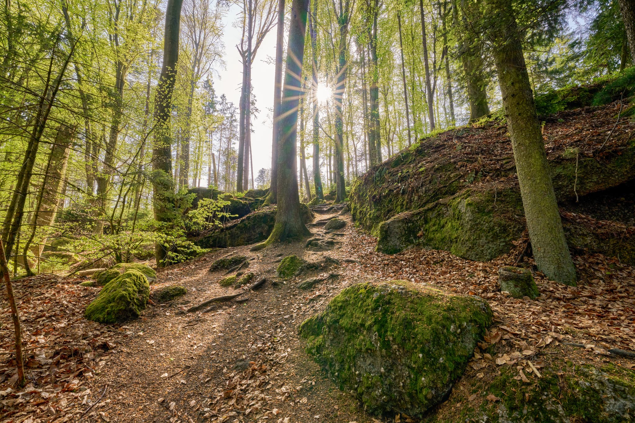 Waldlandschaft mit Felsen in St. Salvator, Bad Griesbach, Landkreis Passau, Niederbayern, Bayern, Deutschland. Sonnenlicht durch Bäume.