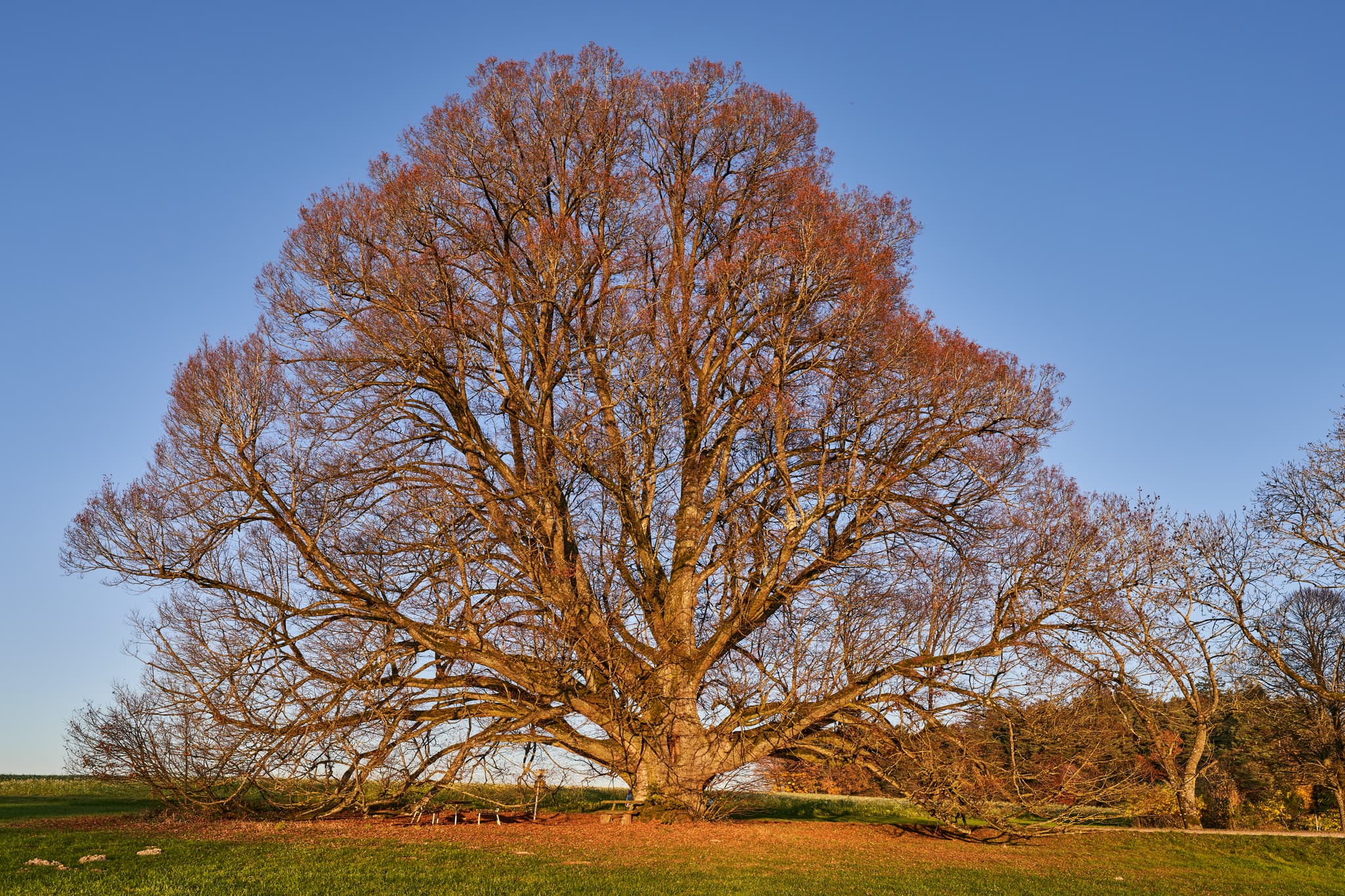 Majestätische Linde im Herbstkleid auf einer Wiese bei Kriering, Wittibreut im Landkreis Rottal-Inn, Niederbayern.
