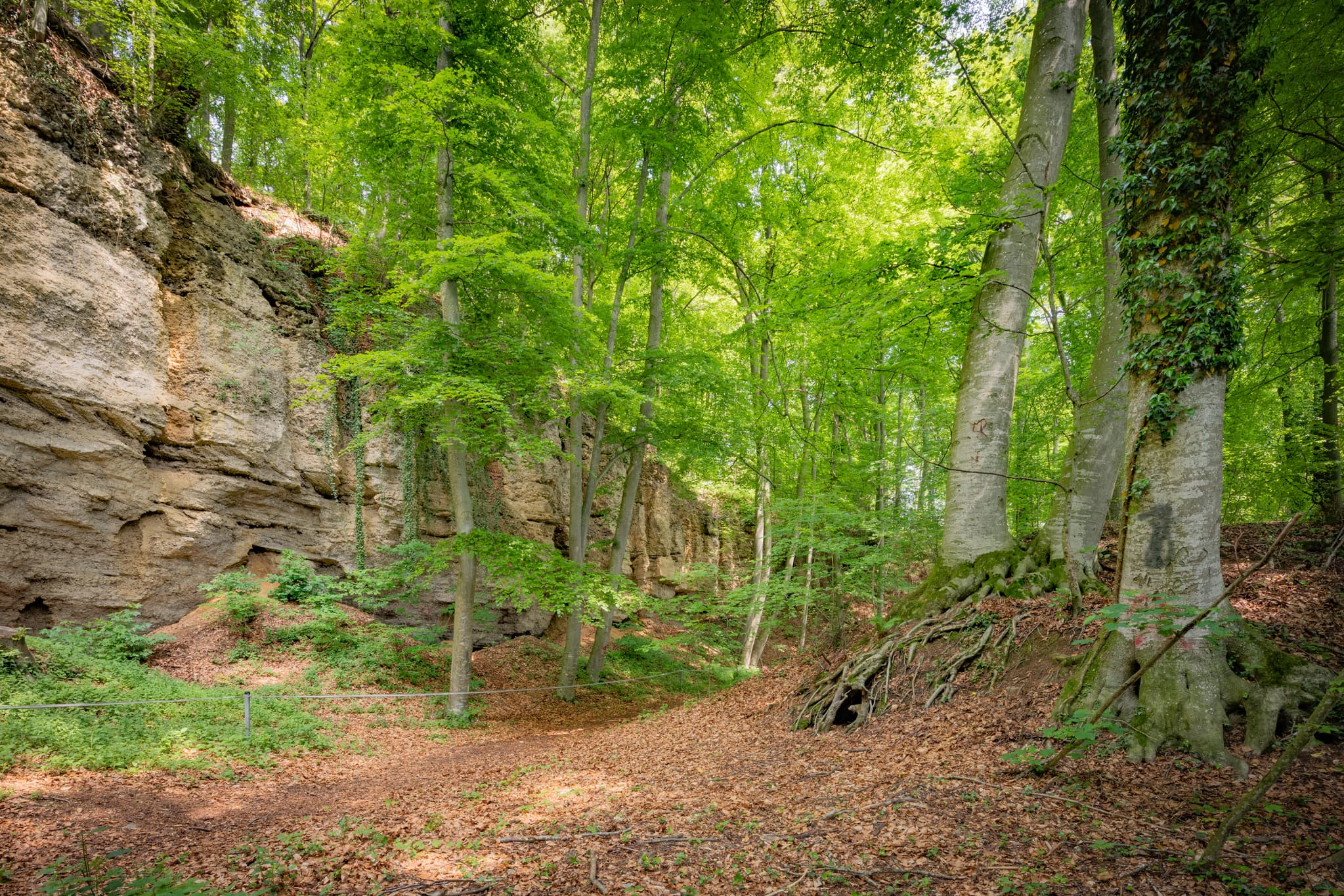 Geologische Orgeln im Wald von Oberschroffen, Unterneukirchen, Altötting, Oberbayern. Naturlandschaft der Inn-Salzach Region in Deutschland.