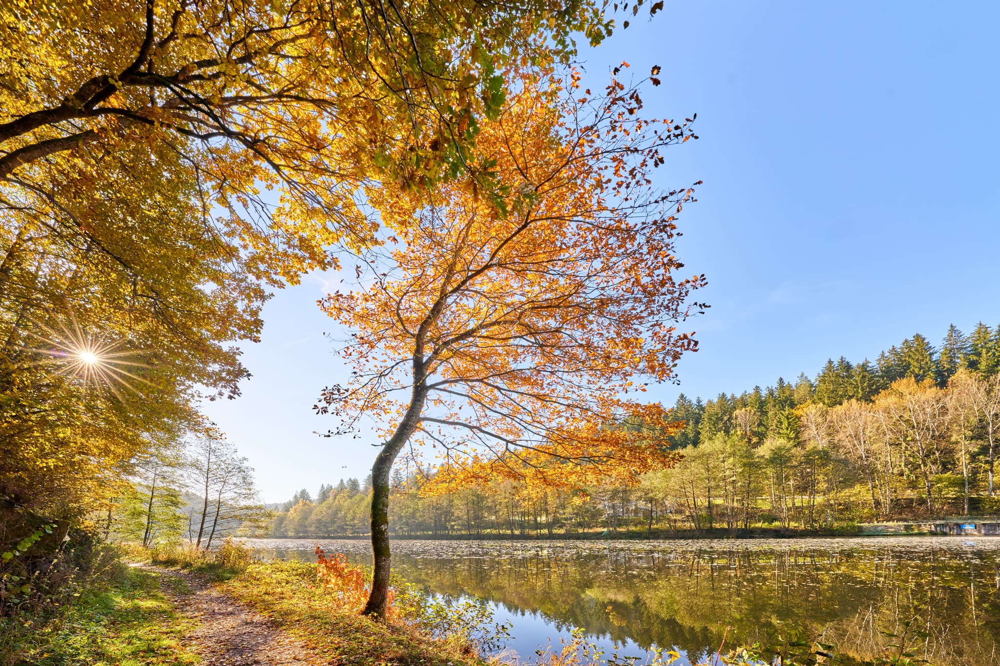Leuchtender Herbstbaum mit gelbem Laub in Gumpenried-Asbach, Geiersthal, Landkreis Regen, Niederbayern. Die herbstliche Natur des Bayerischen Waldes.