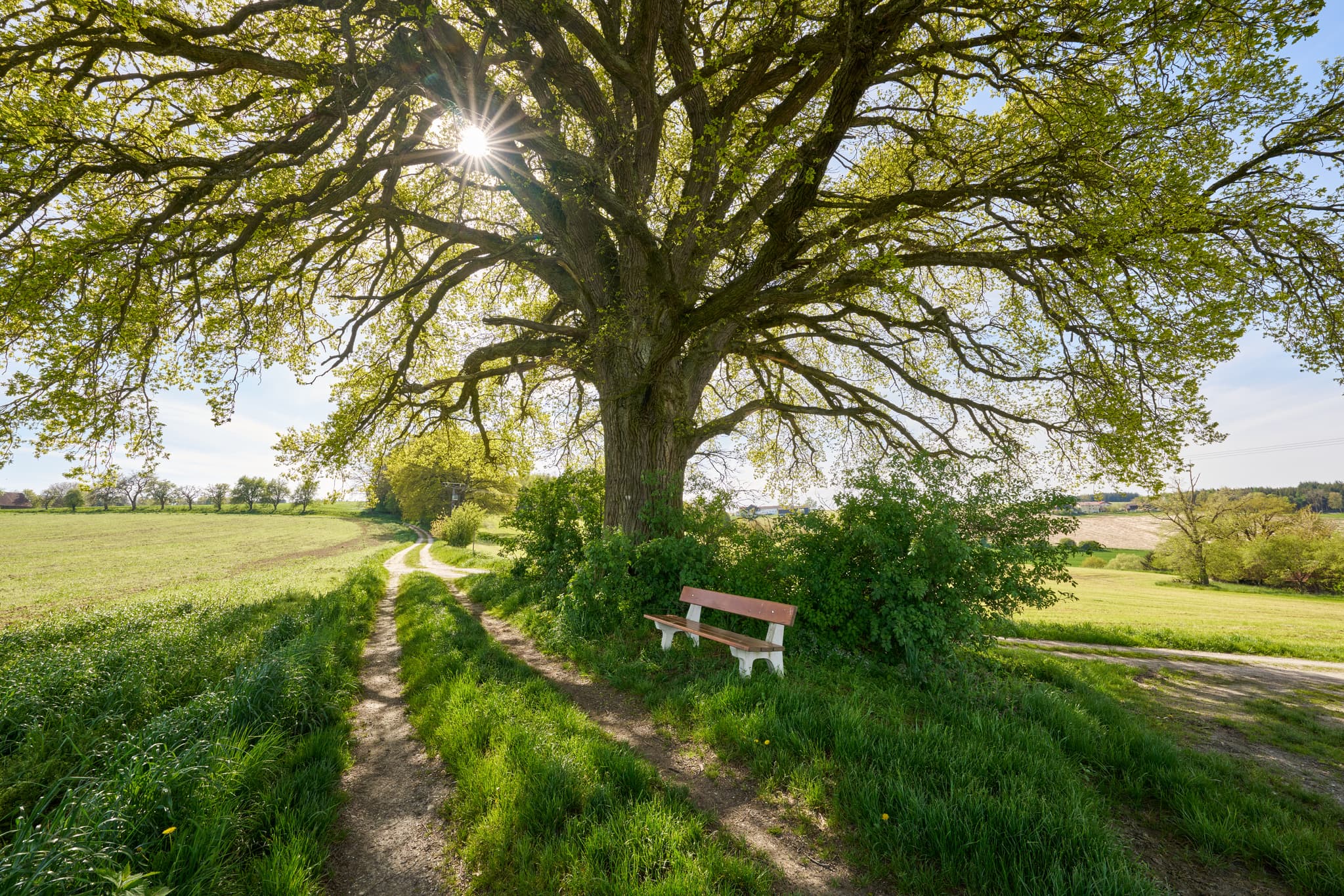 Kronwitt Eiche bei Bayerbach im Landkreis Rottal-Inn, Niederbayern, Holzland/Bäderdreieck, Bayern, Deutschland, Wandern und Natur erleben.