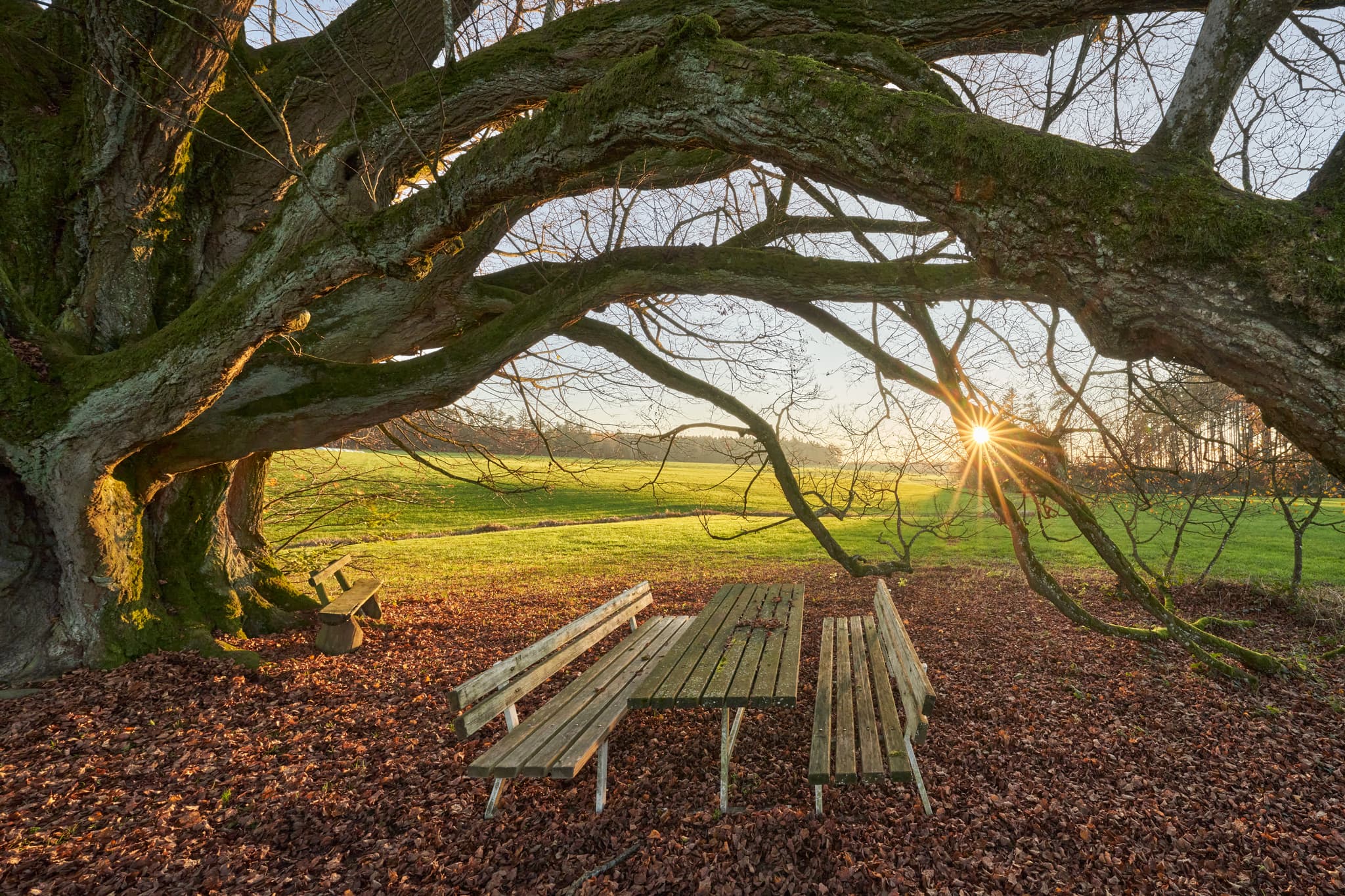 Kriering Linde in Wittibreut, Rottal-Inn, Niederbayern. Herbststimmung mit Baum, Picknickplatz, Laub und Wiesen. Sonnenstrahlen beleuchten die Szene.