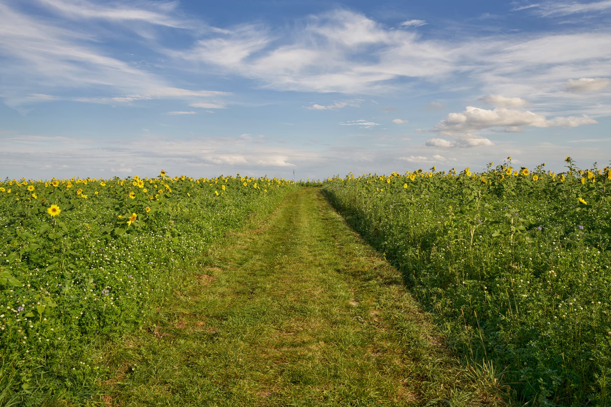Sonnenblumenfeld mit Himmel im Kurpark in Bad Griesbach, Landkreis Passau, Niederbayern, Region Rottal, Deutschland.