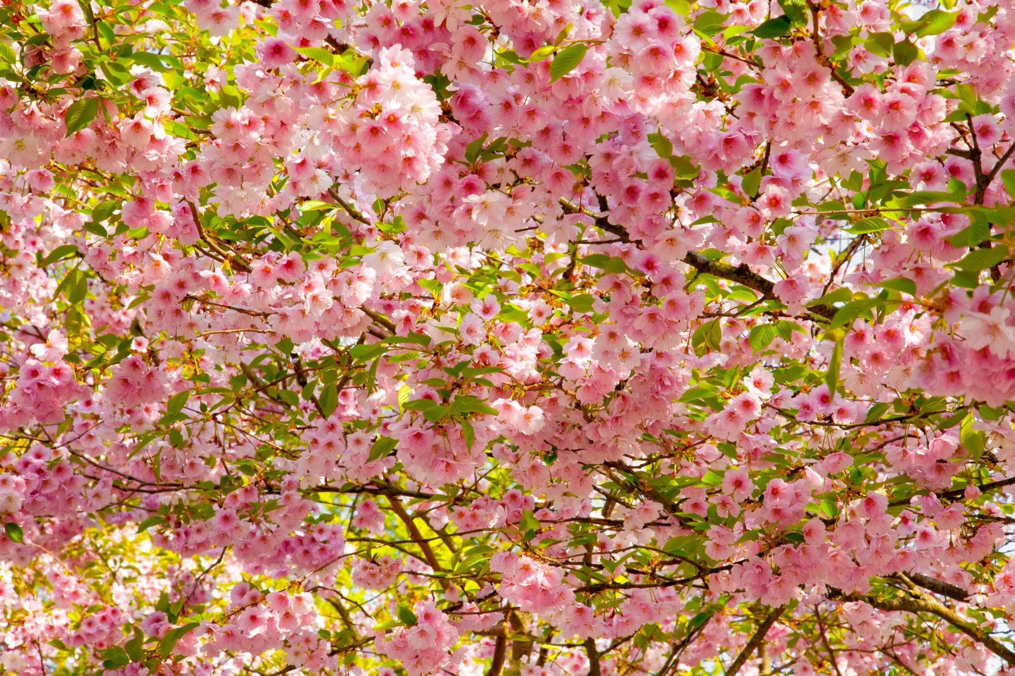 Die Kirschblüte im Frühling am Hallenbadparkplatz an der Innlände ist alljährlich ein schönes Fotomotiv, das Besucher zur Kamera greifen läßt.