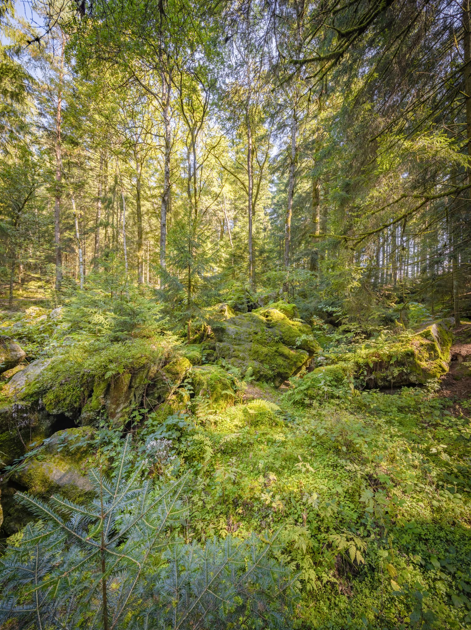 Waldgebiet mit großen Geröll-Steinen aus der Eiszeit in Voglarn bei Triftern, Rottal-Inn, Niederbayern, Holzland, Bäderdreieck, Deutschland.