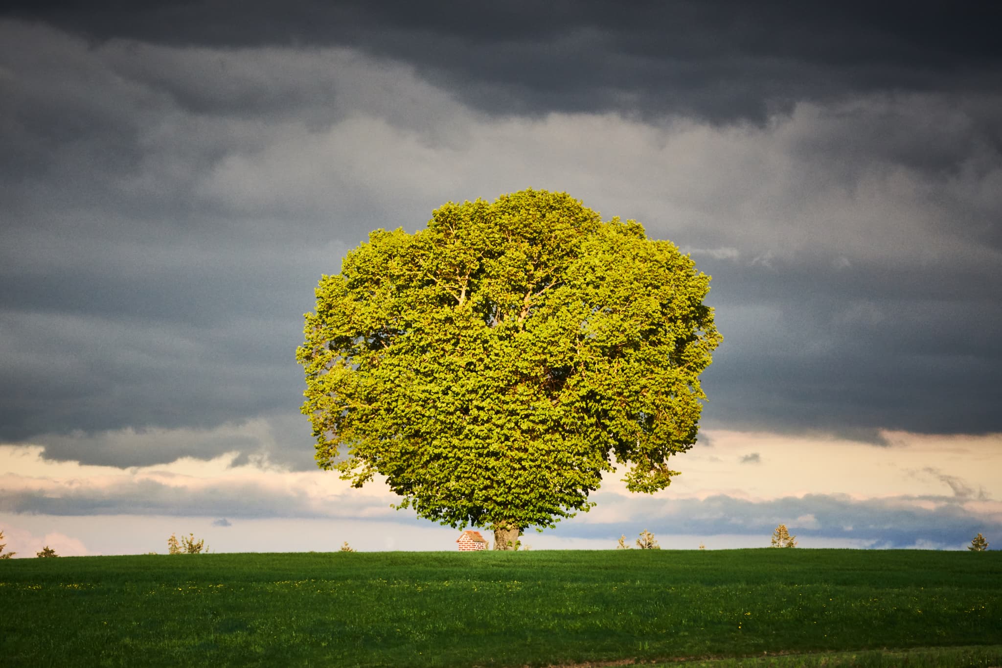 Markanter Baum und Bildstock auf Wiese bei Wald bei Winhöring, Pleiskirchen, Landkreis Altötting, Oberbayern, Region Inn-Salzach, Deutschland.