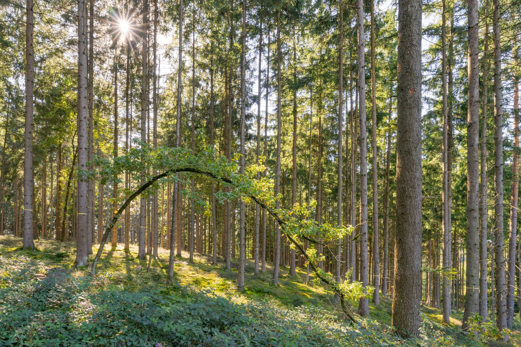 Wald am Wanderweg 2 in Guteneck, Johanniskirchen, Rottal-Inn. Niederbayern, Deutschland. Das Holzland, Bäume und üppiges Grün, eine Naturkulisse.