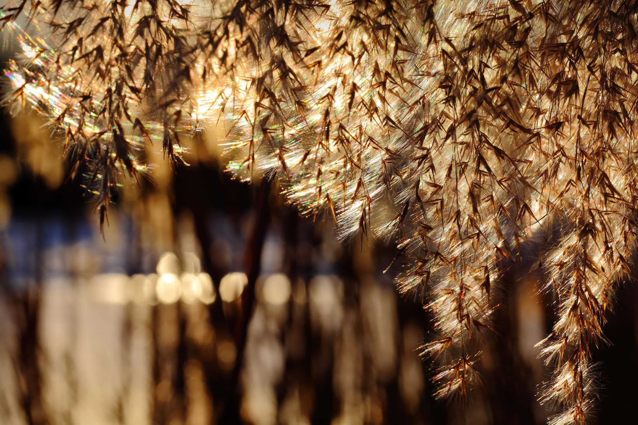 Schilf, Schilfrohr im Gegenlicht, Sonnenuntergang, Marktl am Inn, Landkreis Altötting, See, Bouquet, Platz für Text, Copyspace, Natur, Naturschutz, Lebensraum