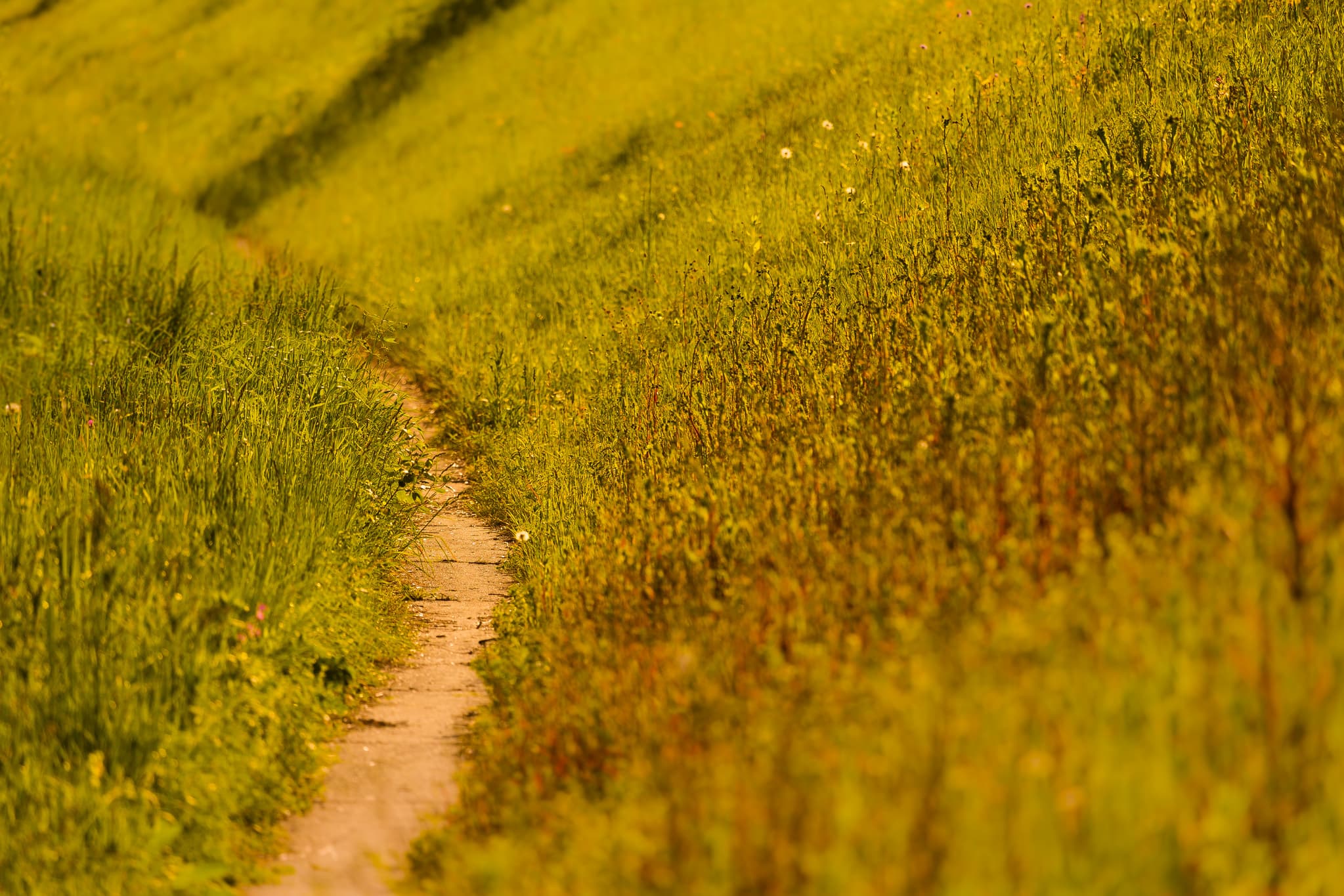 Ein Fußweg führt durch Graslandschaft in Winnhöring Unterau, Neuötting, Landkreis Altötting, Oberbayern, Region Inn-Salzach, Deutschland.
