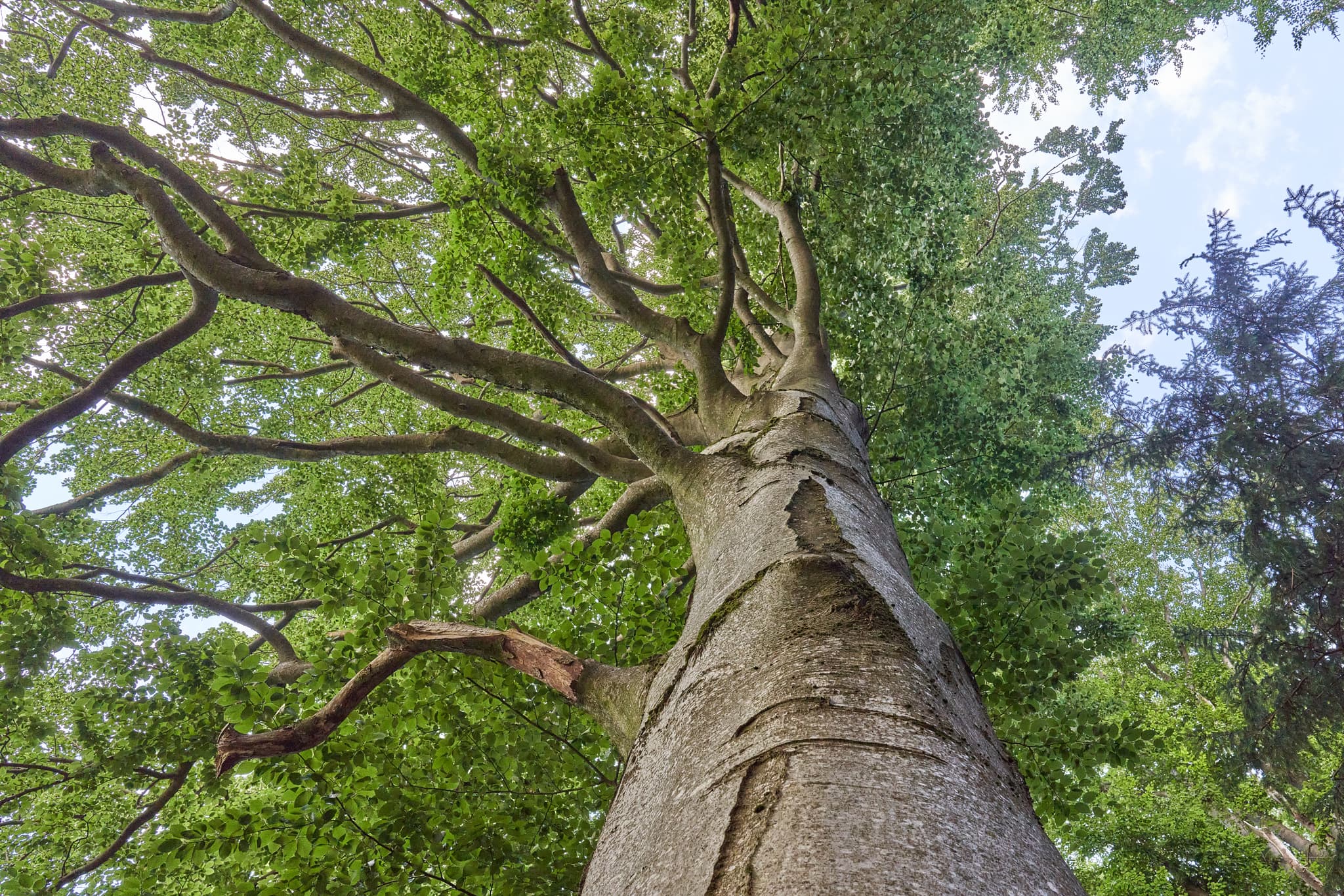 Alte Buche in Wipfelsberg, Ortsteil von Reischach, Landkreis Altötting, Oberbayern, Region Inn-Salzach, Deutschland. Ein imposanter Baum in der Landschaft.
