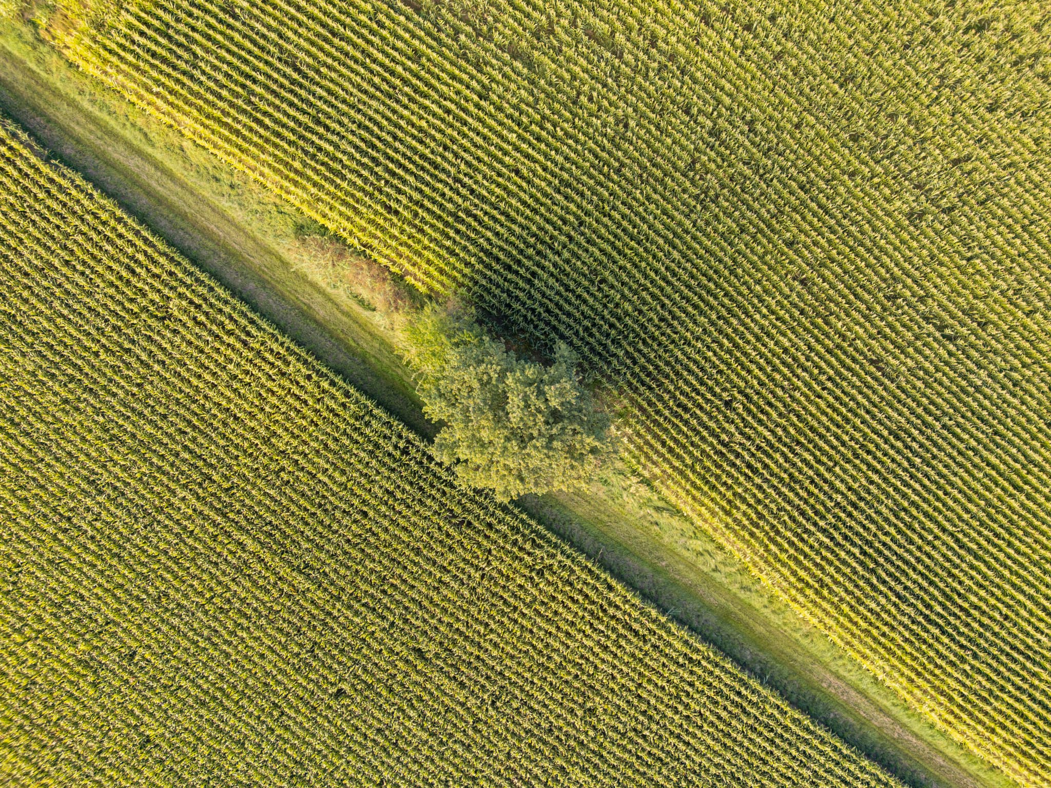 Luftbild eines Maisfeldes bei Dirnaich, Gangkofen im Landkreis Rottal-Inn, Niederbayern, Deutschland. Ein Weg durchzieht die grüne Landschaft des Holzlandes.