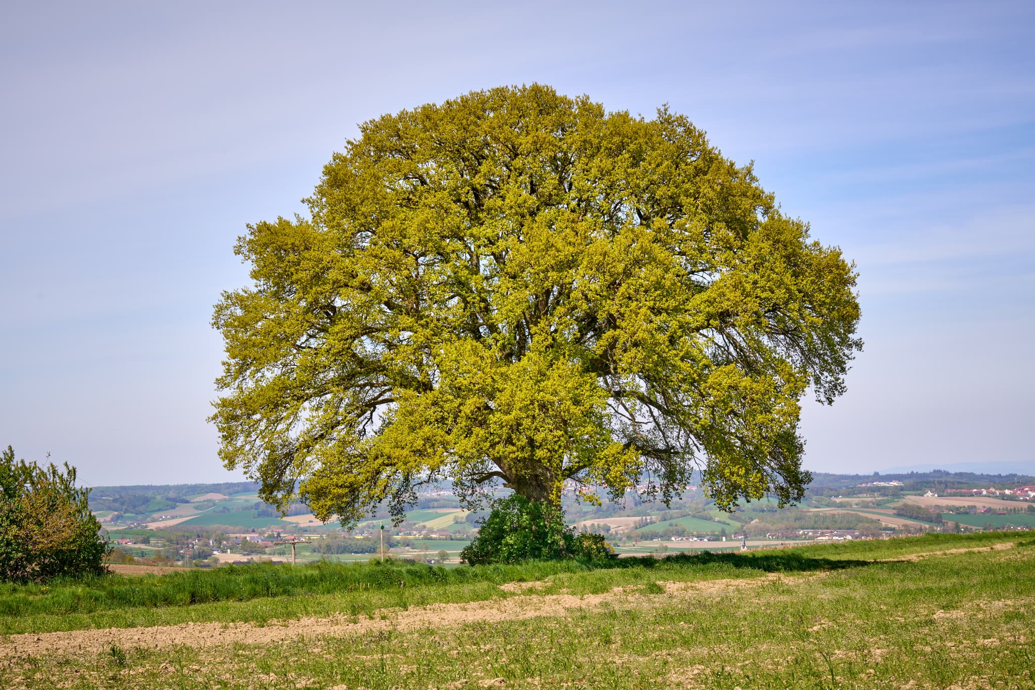 Einzelne Eiche auf einer Wiese mit Blick auf die Landschaft um Bayerbach im Landkreis Rottal-Inn, Niederbayern, Holzland/Bäderdreieck, Bayern, Deutschland.