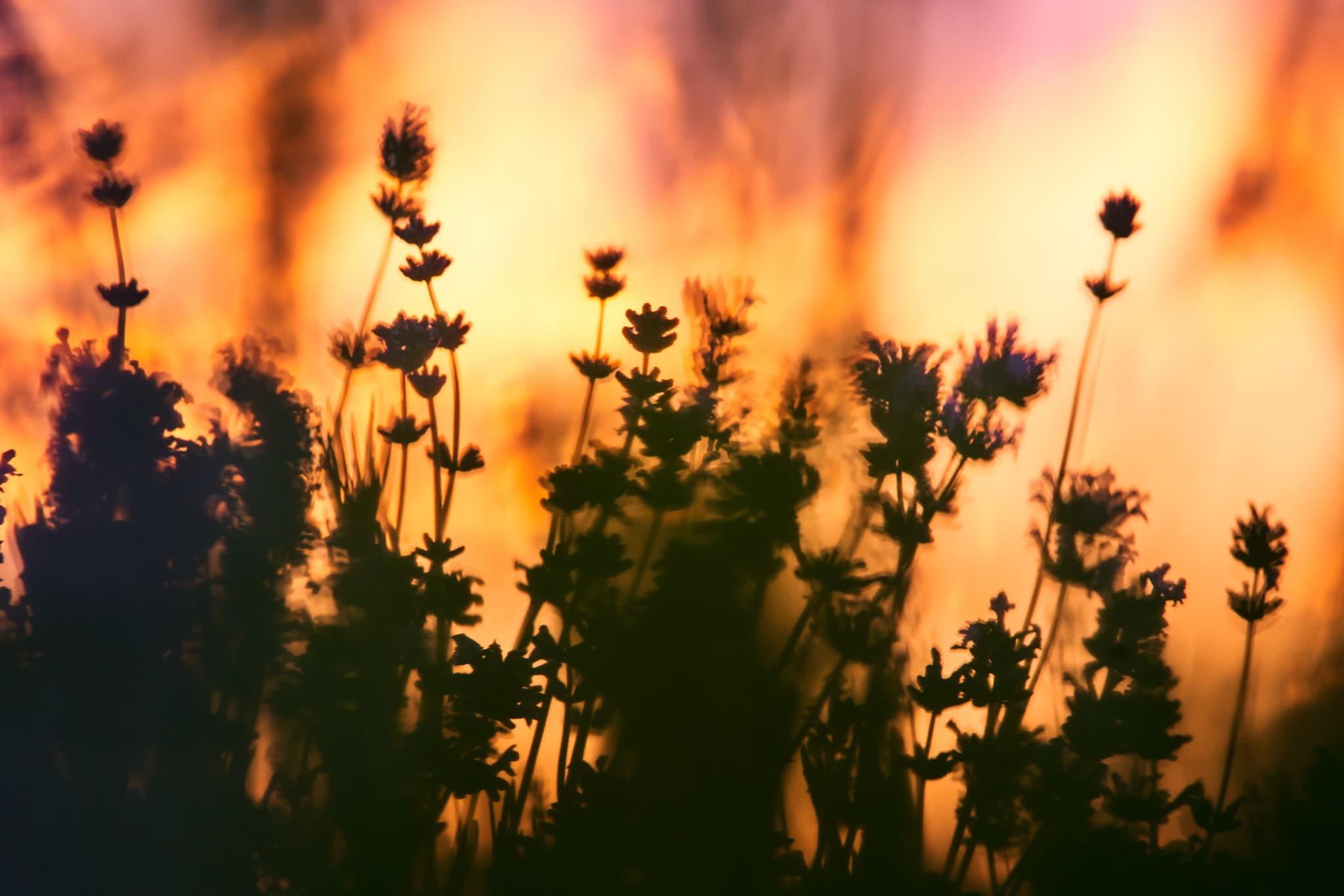Stimmungsvolle Lavendelfeldes in Adlstraß, Dorfen, Landkreis Erding, Oberbayern. Diese Szenerie im Münchner Umland zeigt die Pflanzen bei warmem Licht.