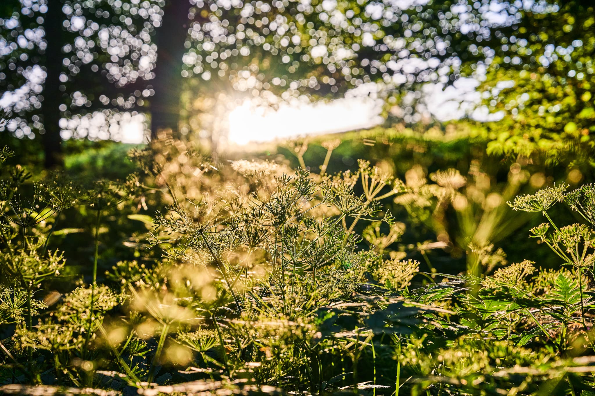 Naturaufnahme aus Birnbach, Ortsteil Erlbach, Landkreis Altötting, Oberbayern. Sonnenlicht erhellt Vegetation der Region Inn-Salzach, Deutschland.