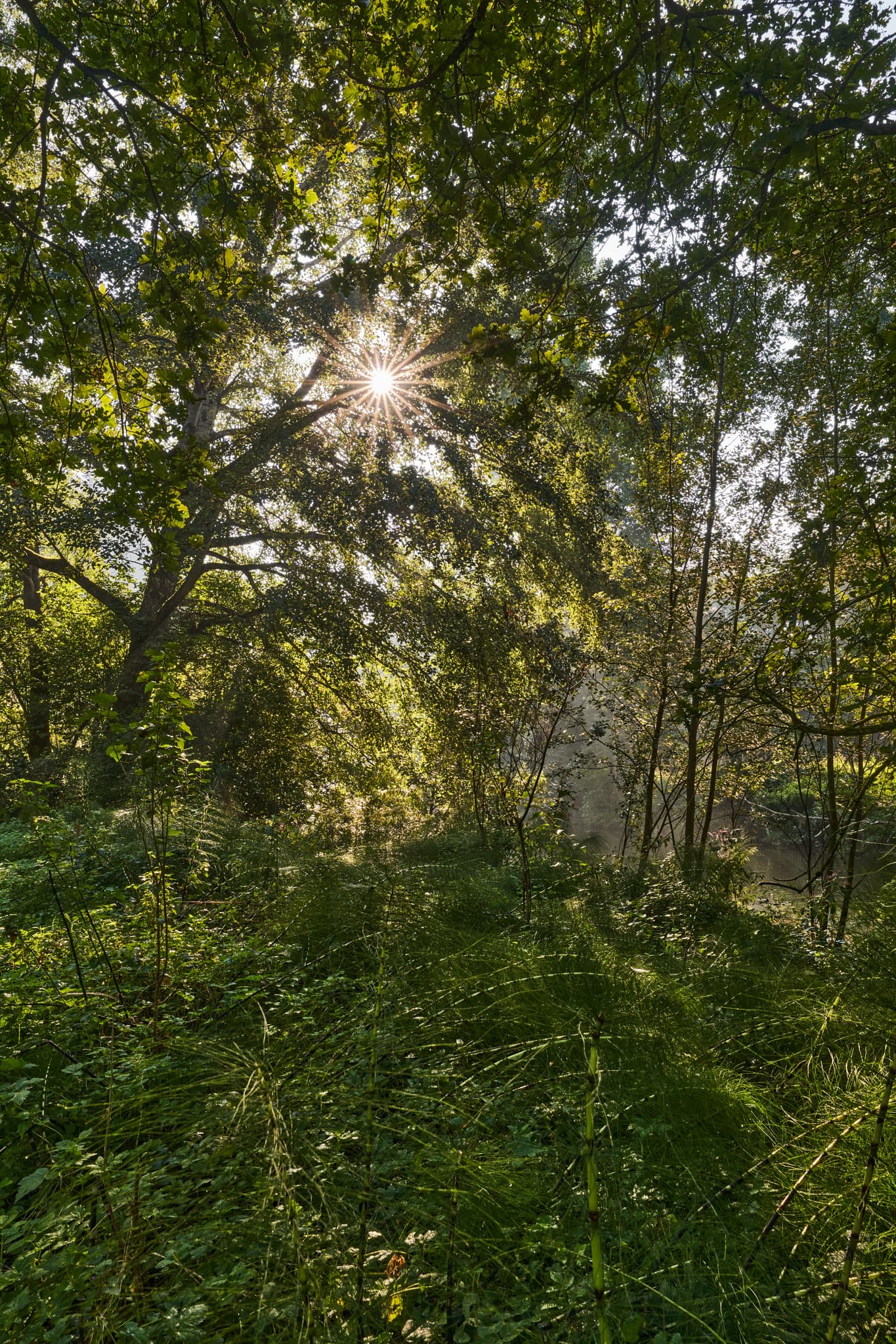 Waldlandschaft in Winhöring, Altötting, Oberbayern, Inn-Salzach, Deutschland. Sonnenstrahlen durchdringen das Blätterdach, Bodenvegetation.