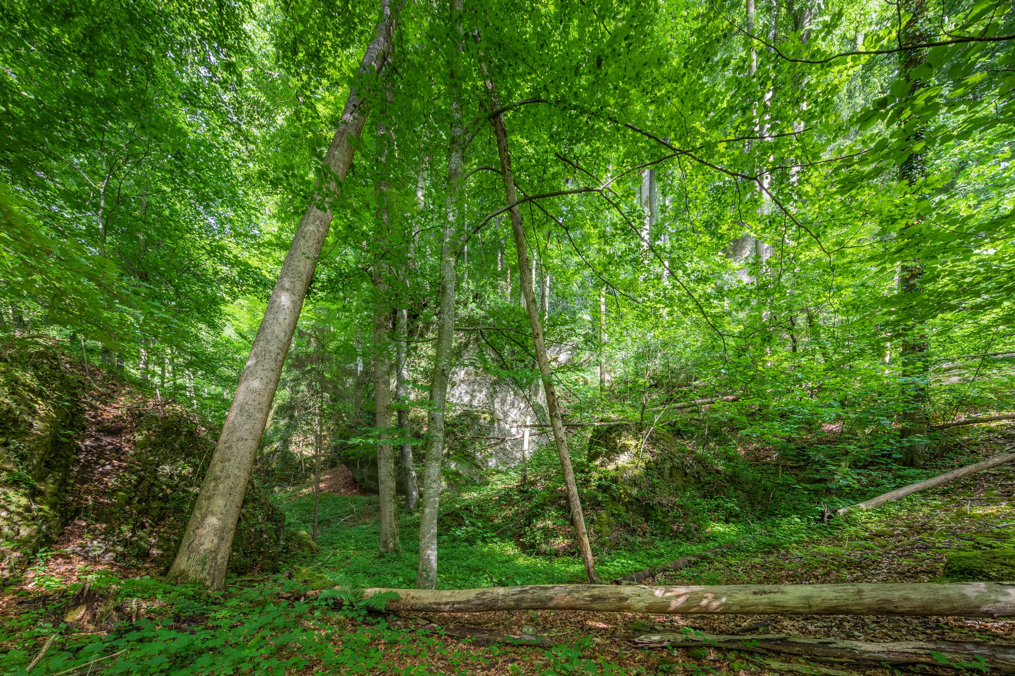 Grüner Tuffstein-Wald am Schlossberg in Garching, Altötting. Die Naturlandschaft in Oberbayern, Region Inn-Salzach, Deutschland, zeigt üppiges Grün.