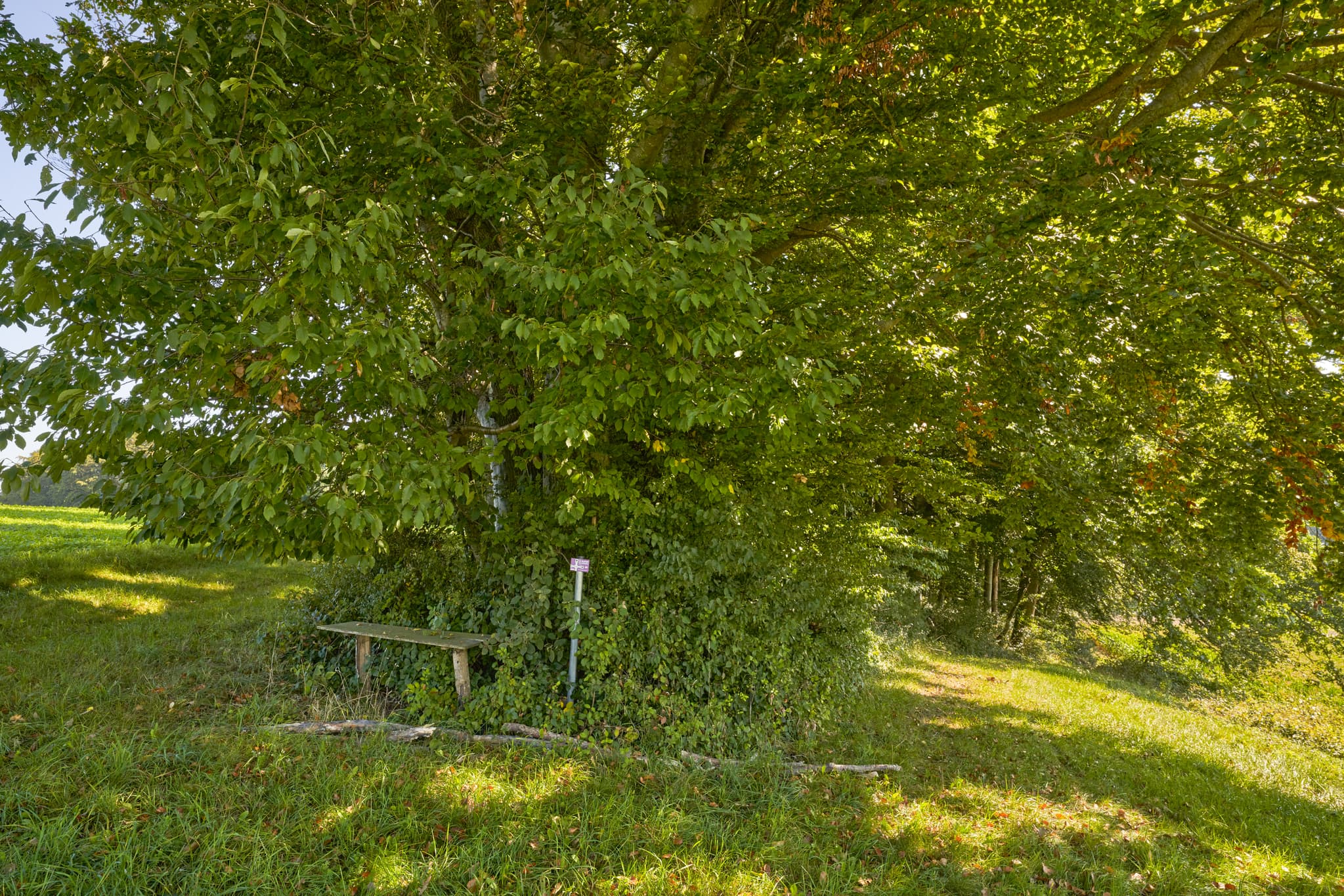 Ruhige Szene mit Holzbank unter großem Baum am St.-Rupert-Pilgerweg bei Weindlgrub, Kastl, Landkreis Altötting, Oberbayern, Region Inn-Salzach, Deutschland.