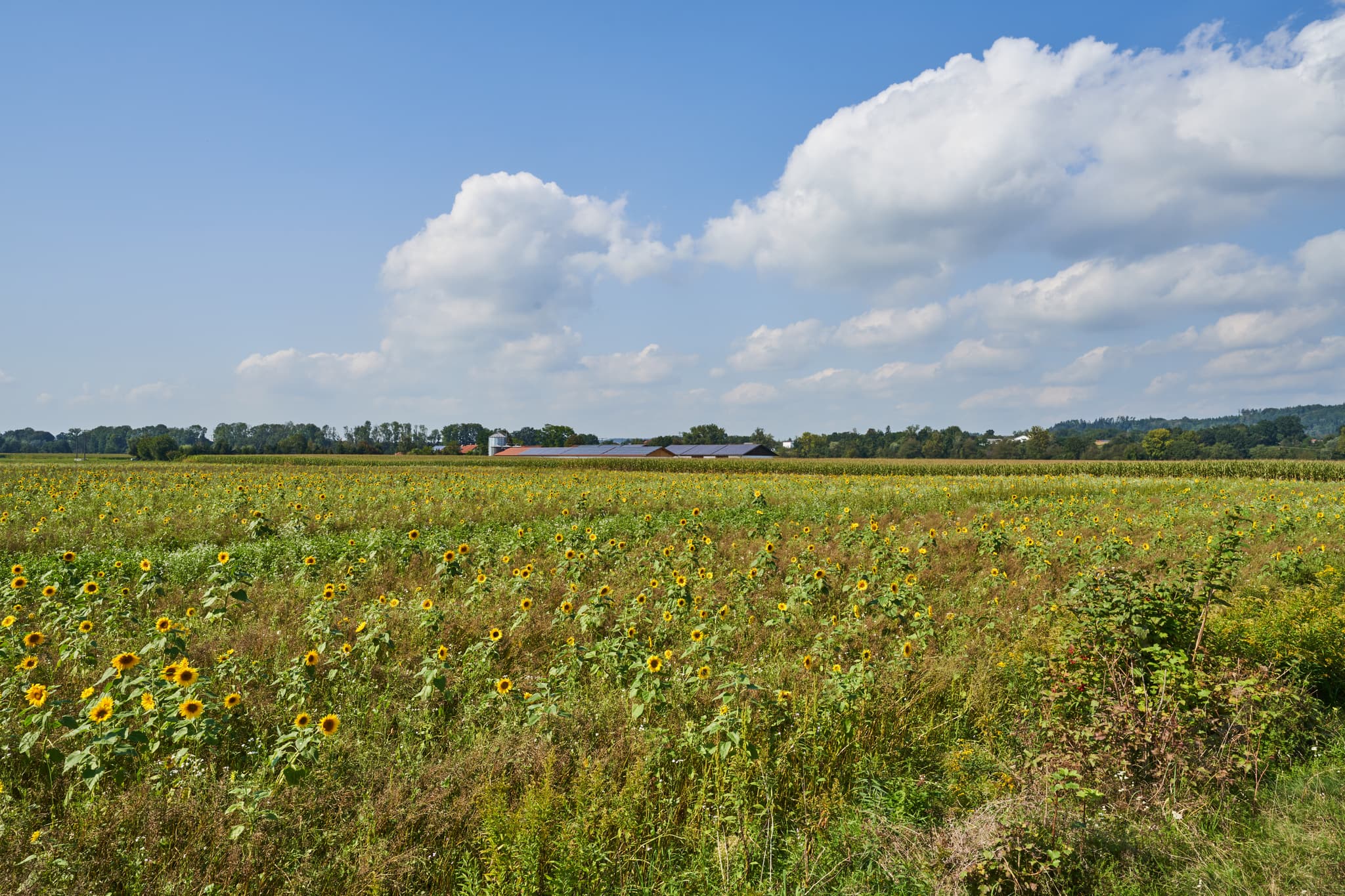 Sonniges Sonnenblumenfeld bei Enhofen, Winhöring, Altötting, Oberbayern. Ländliche Szene der Inn-Salzach Region in Deutschland mit Bäumen und klarem Himmel.