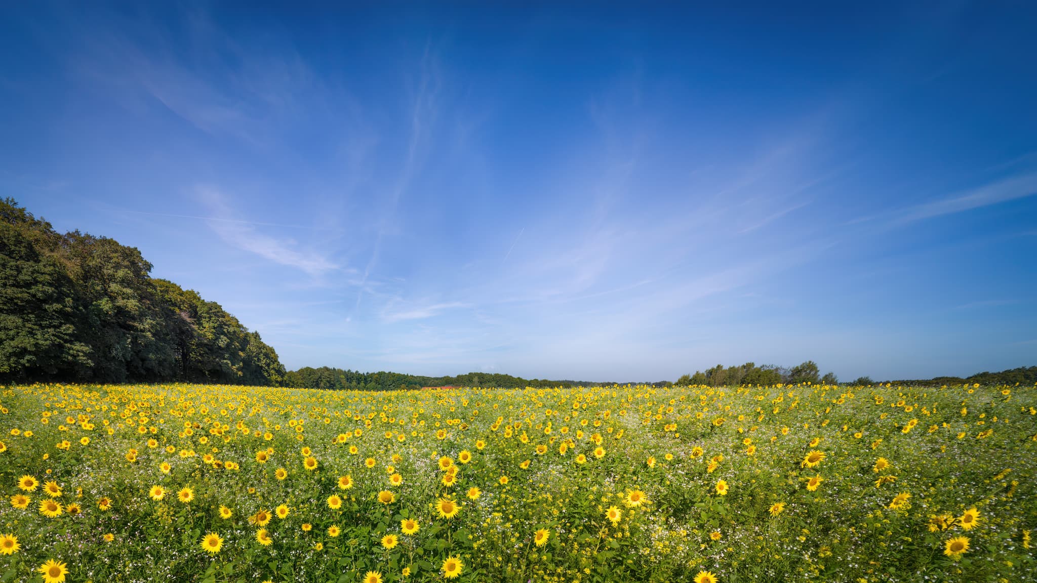 Weites, blühendes Sonnenblumenfeld in Gassen, Marktl, Landkreis Altötting, Oberbayern, Deutschland. Landschaft im Inn-Salzach-Gebiet unter blauem Himmel.