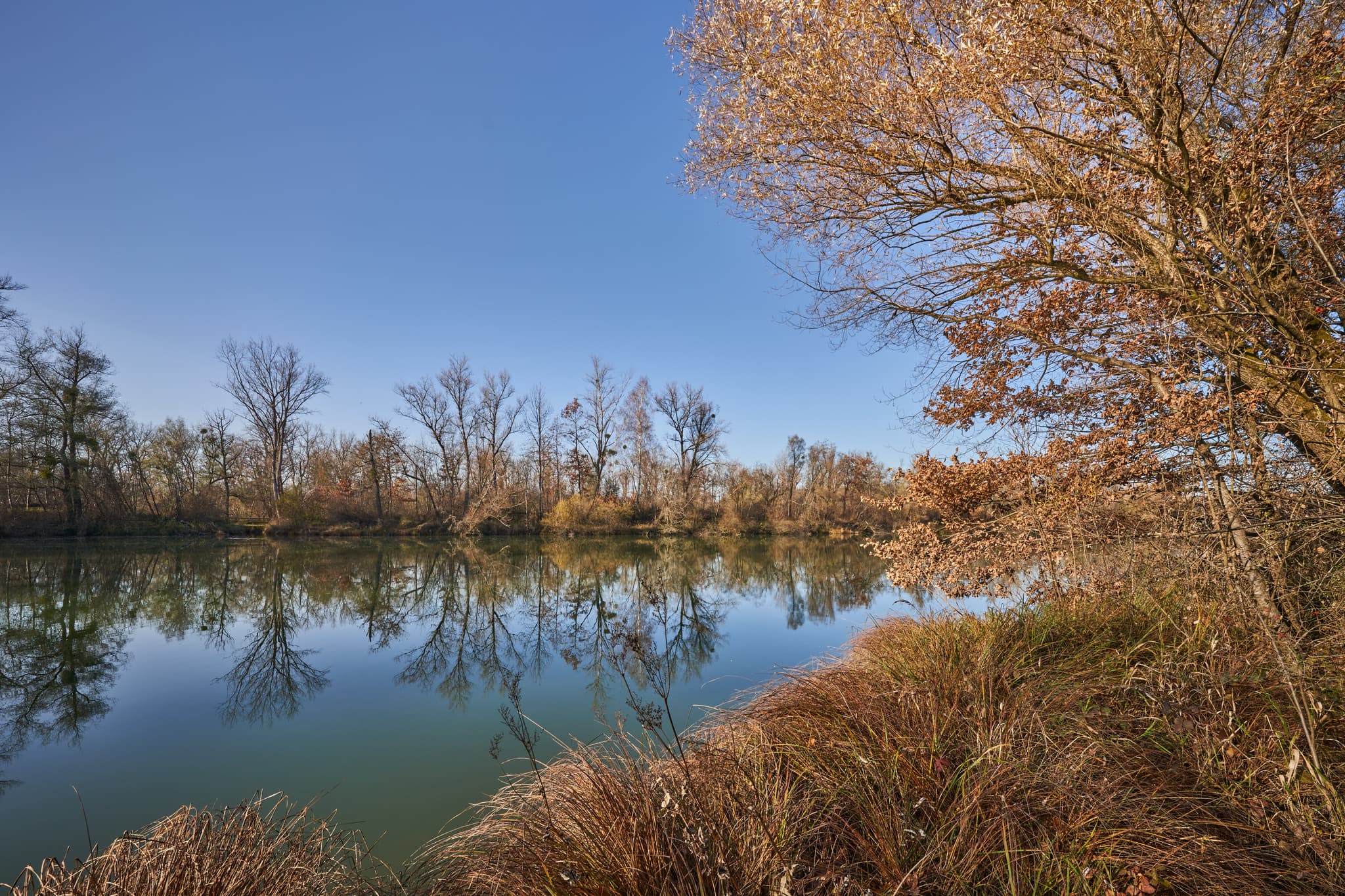Ruhiger See, herbstliche Ufervegetation unter blauem Himmel. Waldsee Lago Herbst, Kirchdorf am Inn, Rottal-Inn, Niederbayern.
