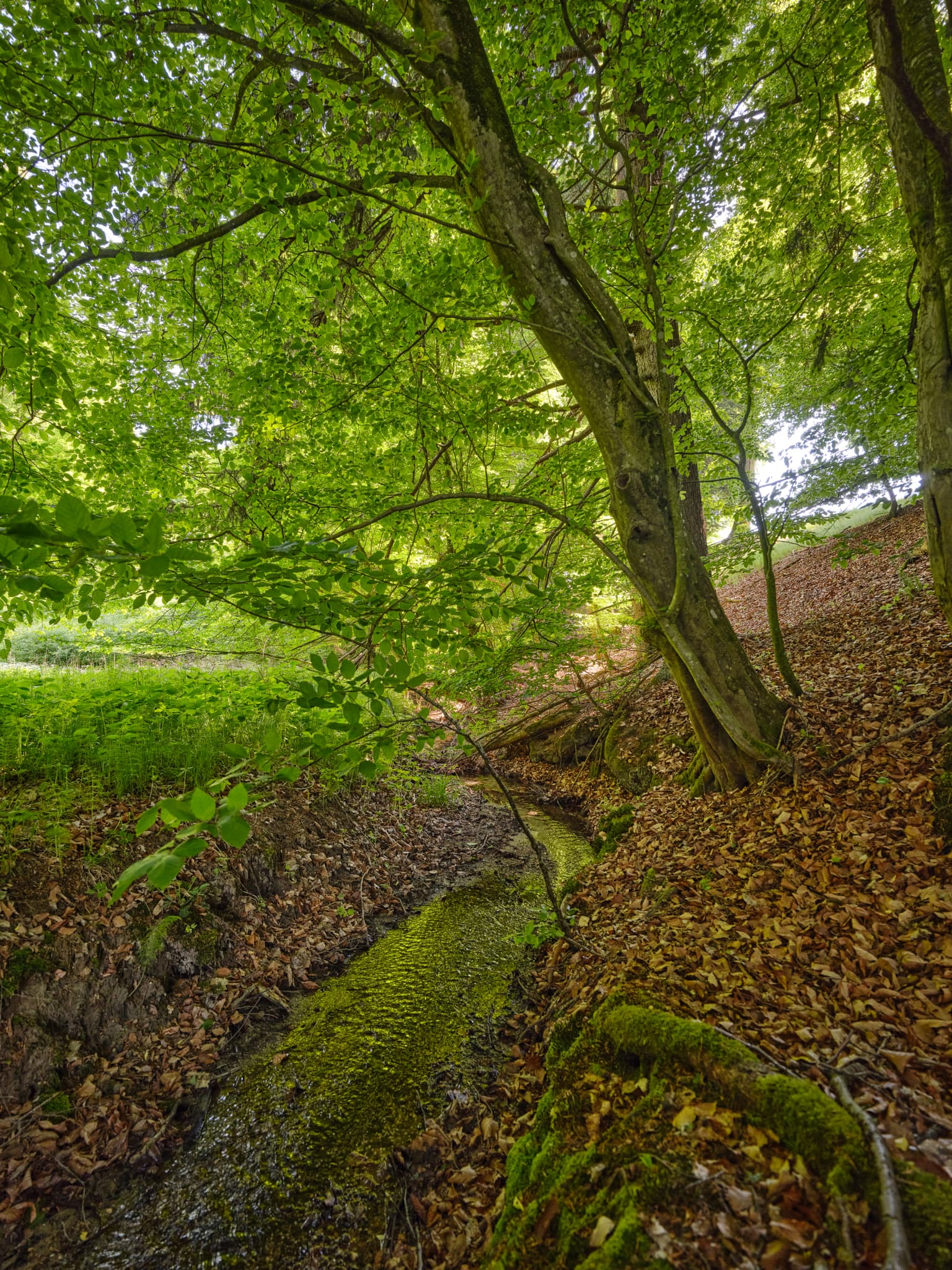 Bild zeigt einen bewaldeten Bachlauf, den Reischachbach an seiner Quelle in Steinhausen, Landkreis Altötting, Oberbayern, Region Inn-Salzach, Deutschland.