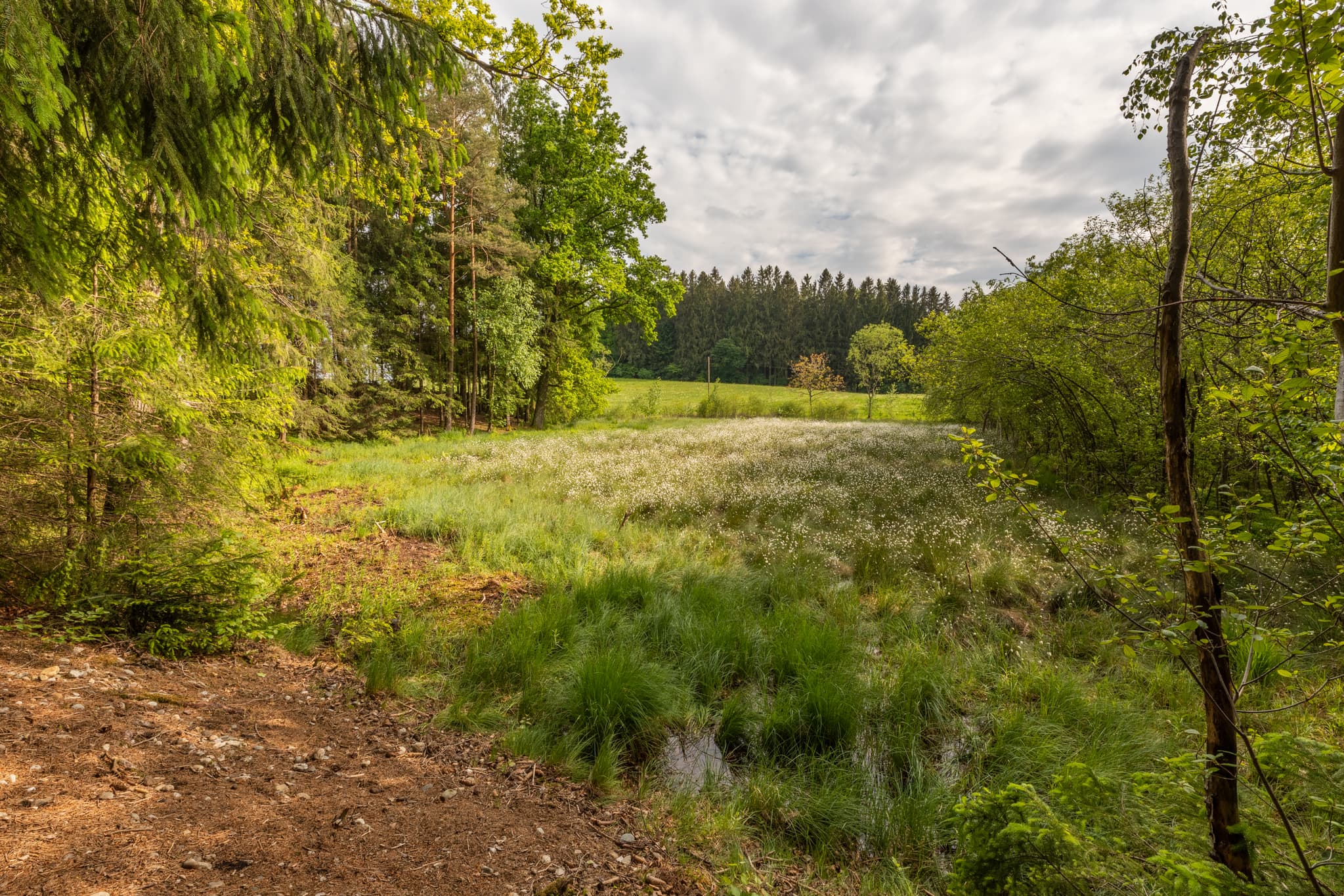 Landschaft am Todeiskesselweg Nr. 9, Haager Land, Haag. Feuchtgebiet im Landkreis Mühldorf am Inn, Oberbayern, Deutschland. Region Inn-Salzach.
