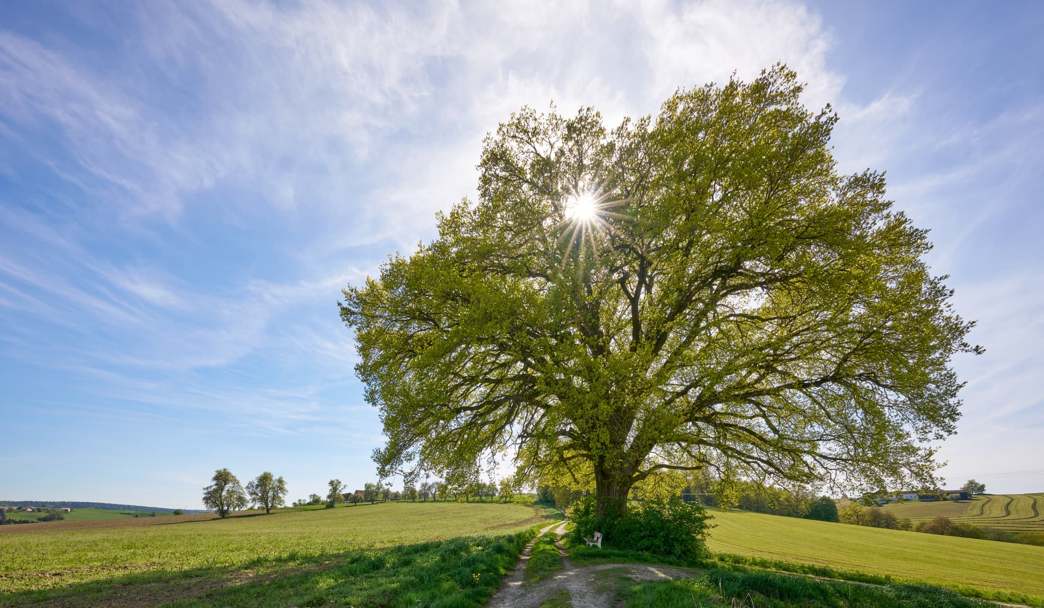 Kronwitt Eiche bei Bayerbach im Landkreis Rottal-Inn, Niederbayern, Holzland/Bäderdreieck, Bayern, Deutschland, Wandern und Natur erleben.