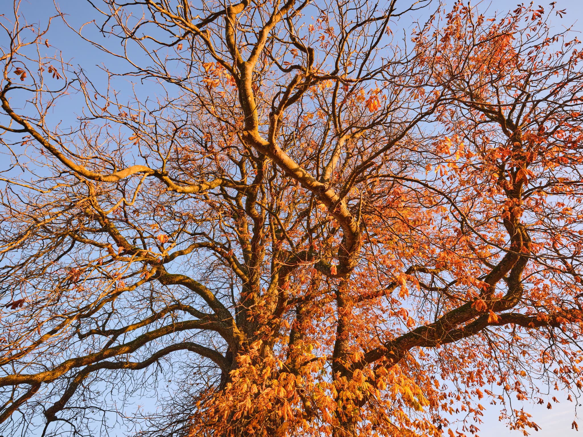 Kastanienbaum mit leuchtendem Herbstlaub vor blauem Himmel in Petzlberg, Reischach, Landkreis Altötting, Oberbayern, Deutschland.