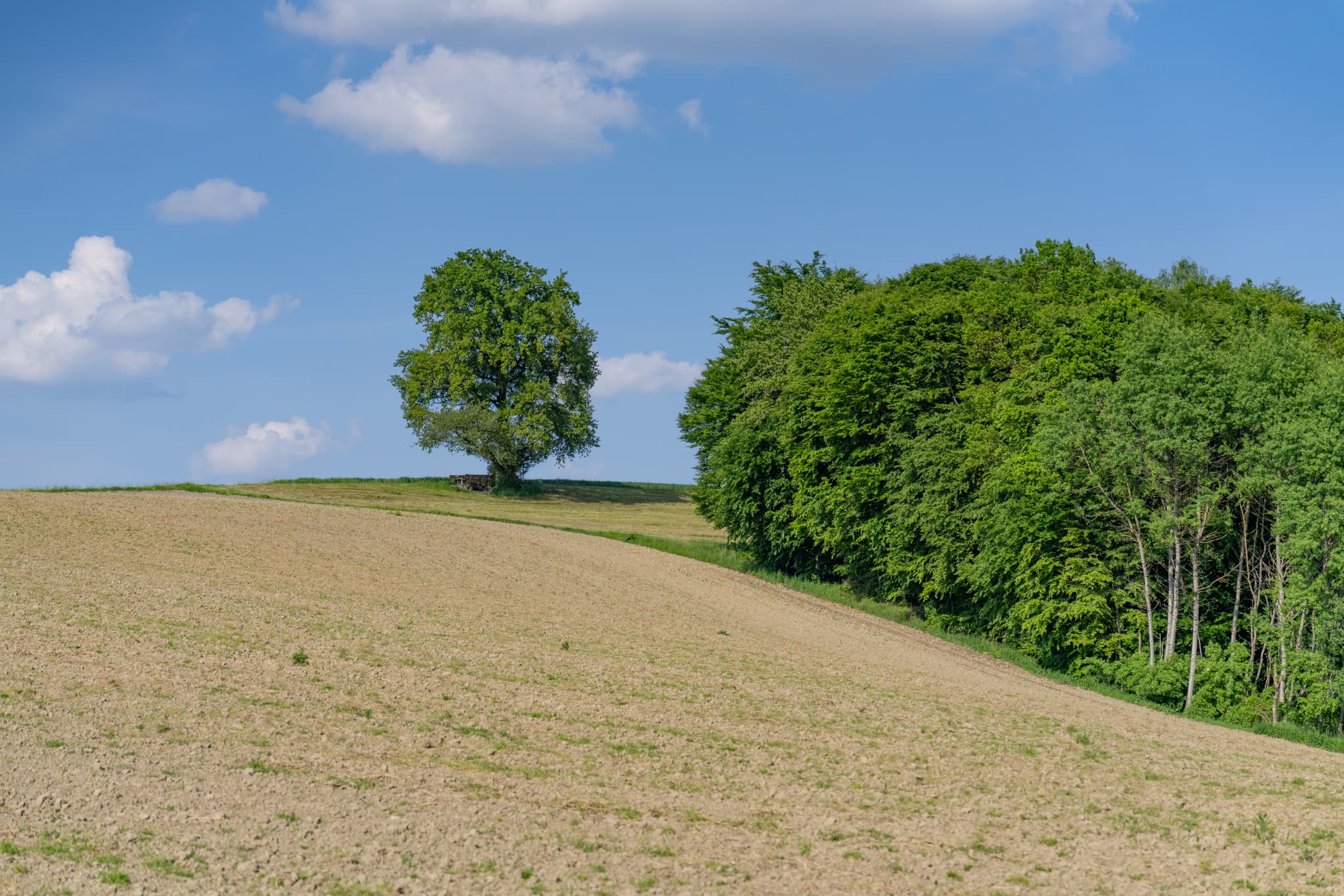Landschaft in Friesing, Reischach, Altötting, Oberbayern. Feld mit Baum am Horizont, angrenzender Waldrand. Blauer Himmel, Wolken. Inn-Salzach, Deutschland.