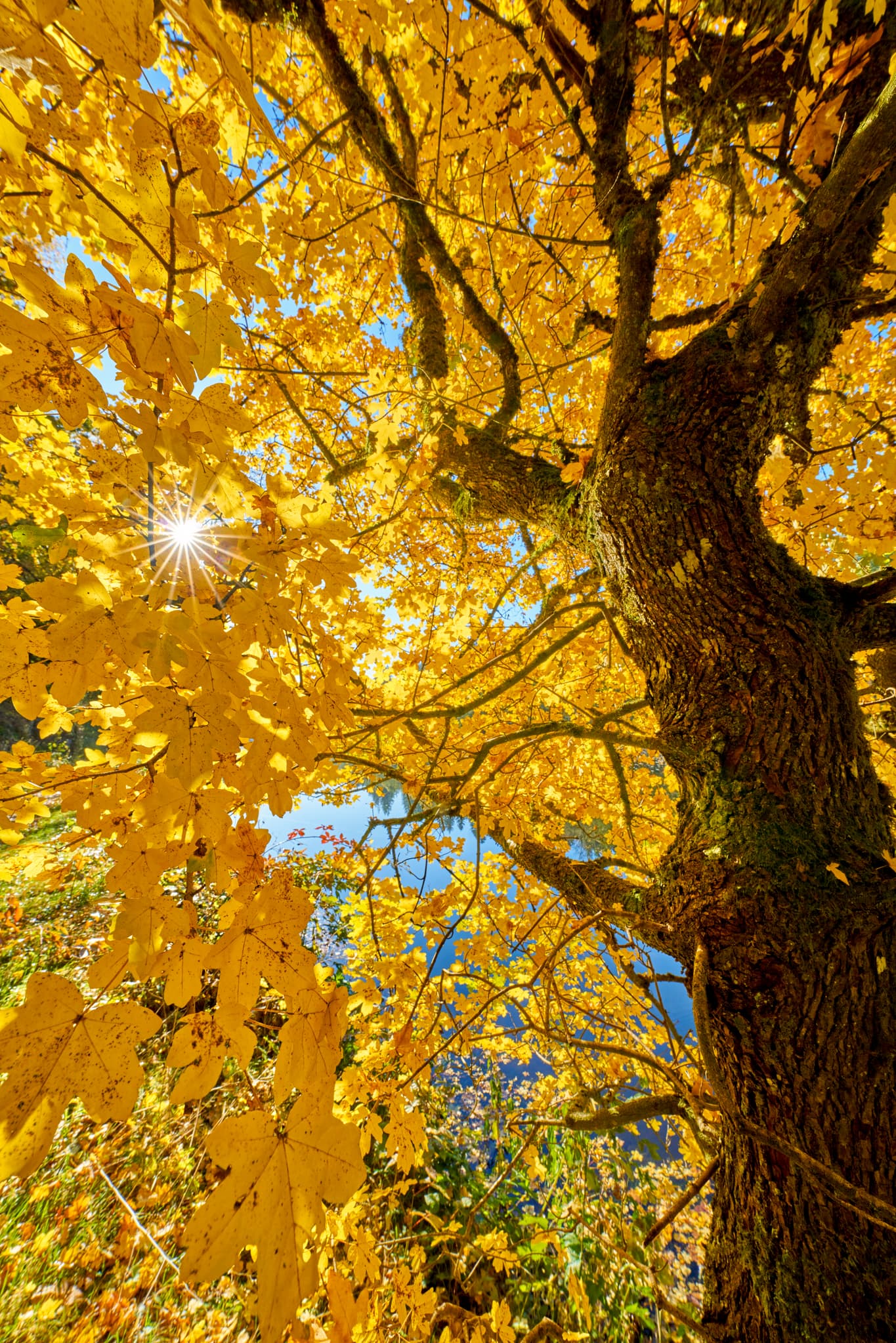 Leuchtender Herbstbaum mit gelbem Laub in Gumpenried-Asbach, Geiersthal, Landkreis Regen, Niederbayern. Die herbstliche Natur des Bayerischen Waldes.