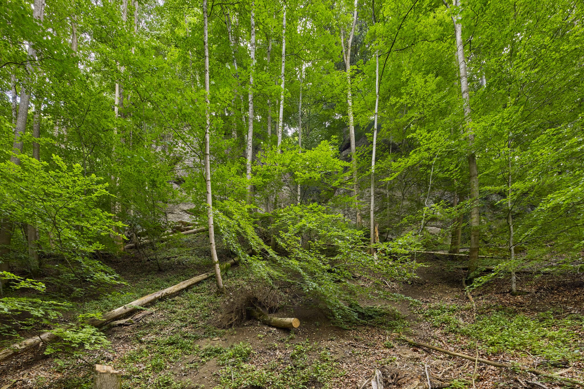 Wald mit grünen Bäumen und Tuffsteinwand am Schlossberg in Garching, Altötting, Oberbayern, Inn-Salzach, Deutschland.
