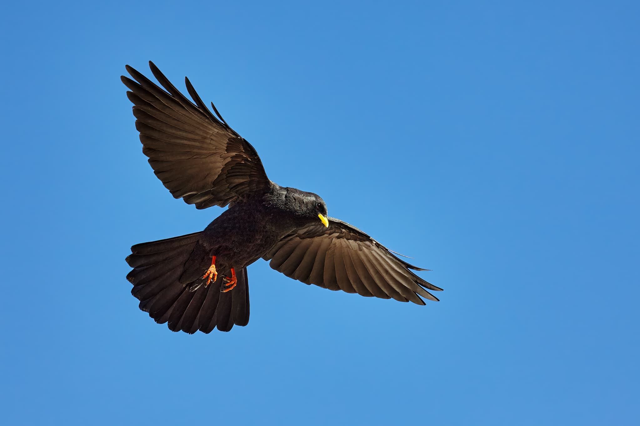 Dohle im Flug über dem Jenner bei Schönau. Typisch für die Vogelwelt der Berchtesgadener Alpen im Berchtesgadener Land, Oberbayern, Deutschland.