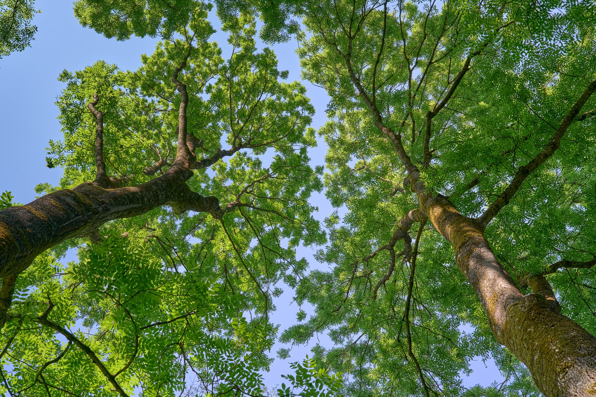 Üppige Baumkronen vom Naturerlebnisweg Innaue in Mühldorf am Inn, Oberbayern. Grüne Landschaft im Landkreis Mühldorf am Inn, Deutschland, Region Inn-Salzach.