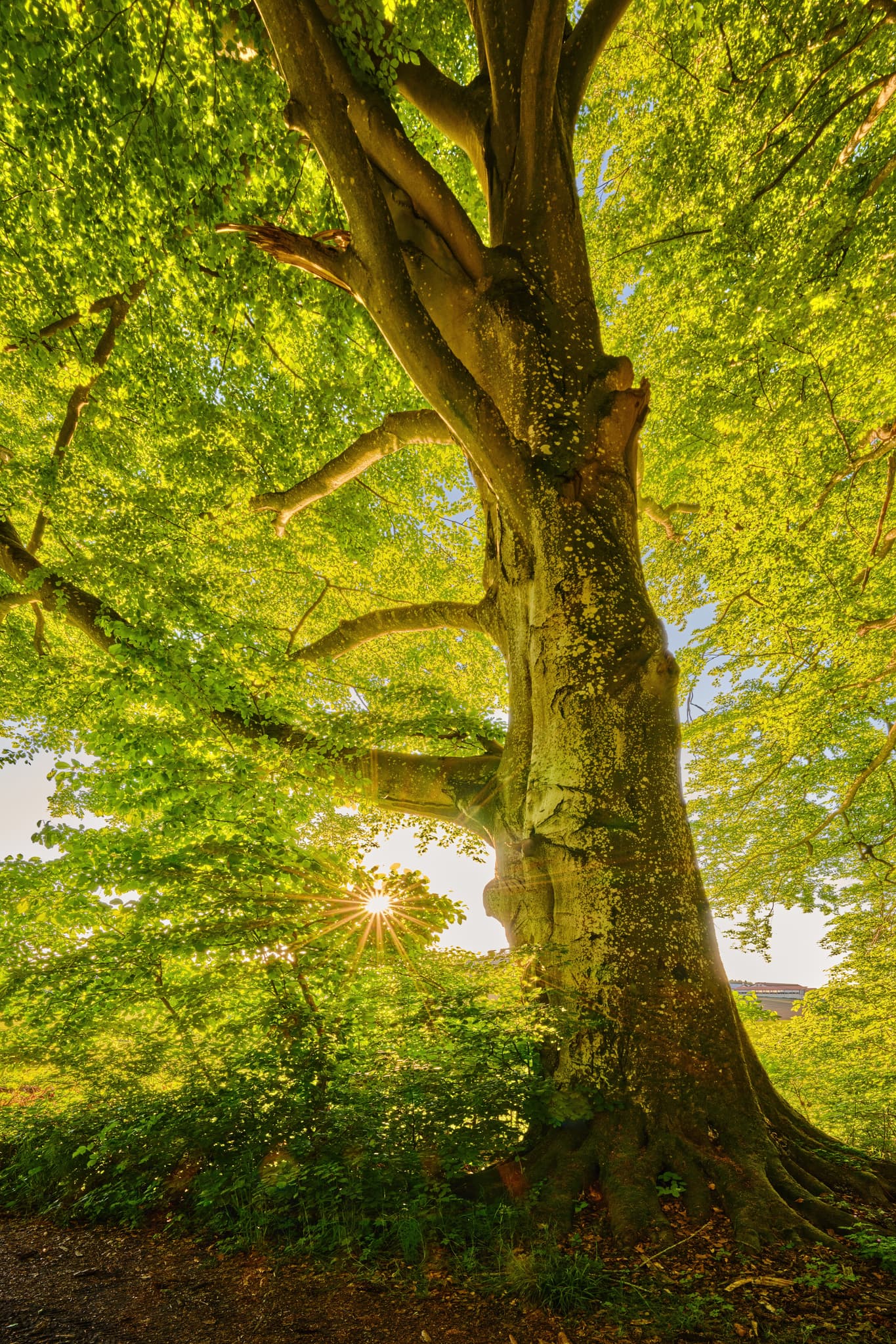 Majestätischer Baum mit leuchtend grünem Laub und Sonnenstrahlen durchs Blätterdach. Weiher, Arbing, Reischach, Landkreis Altötting, Oberbayern, Holzland