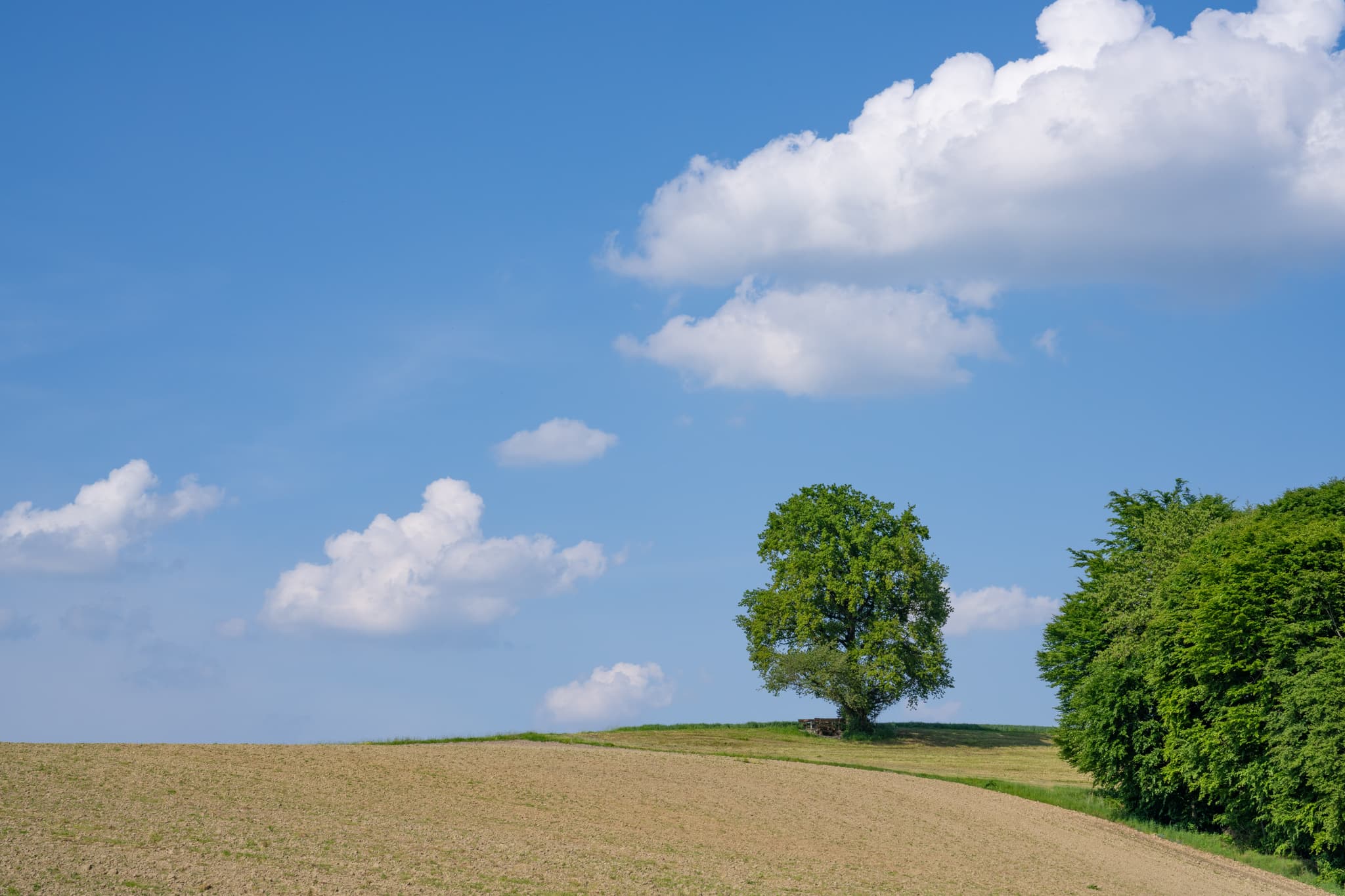 Landschaft in Friesing, Reischach, Altötting, Oberbayern. Feld mit Baum am Horizont, angrenzender Waldrand. Blauer Himmel, Wolken. Inn-Salzach, Deutschland.