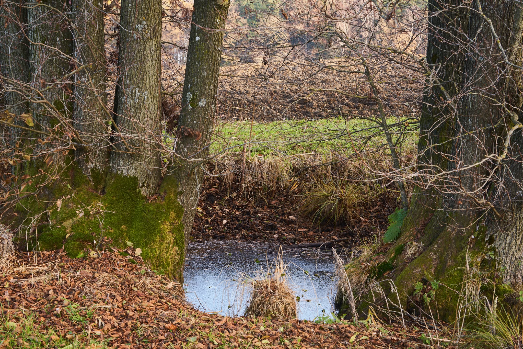 Entdecken Sie den Toteiskessel Eiszeit-Rundweg in Asten, Landkreis Traunstein, Oberbayern, Deutschland. Ein faszinierender Einblick in die Eiszeit.