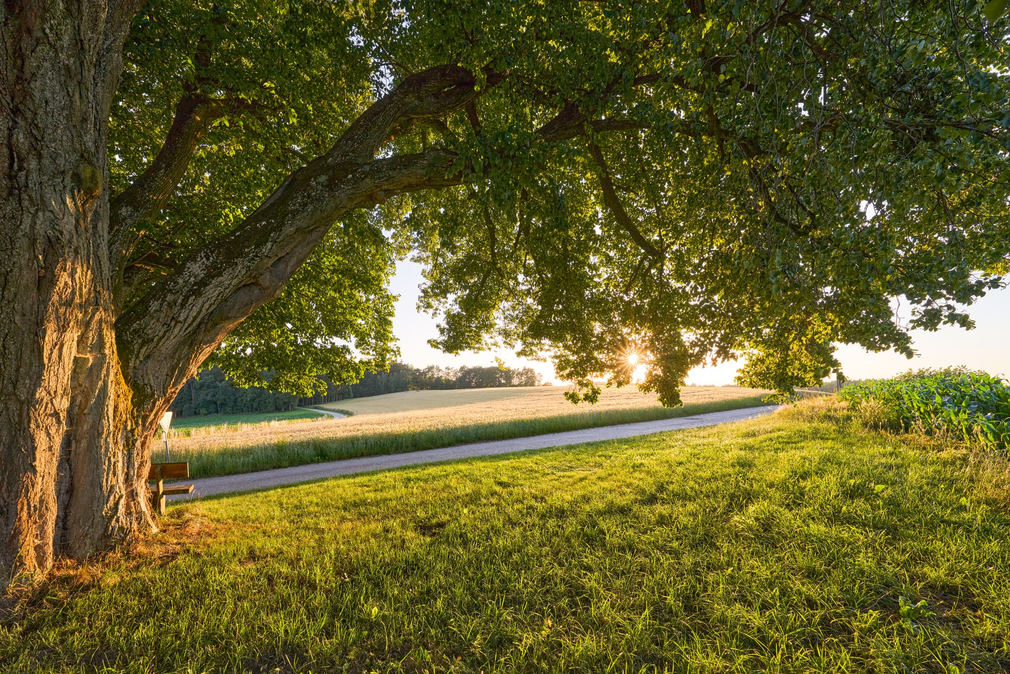 Vilseck Linde, Erlbach, Landkreis Altötting, Oberbayern. Baum mit Bank am Feldweg, weite Felder. Region Inn-Salzach, Deutschland, Abendstimmung.