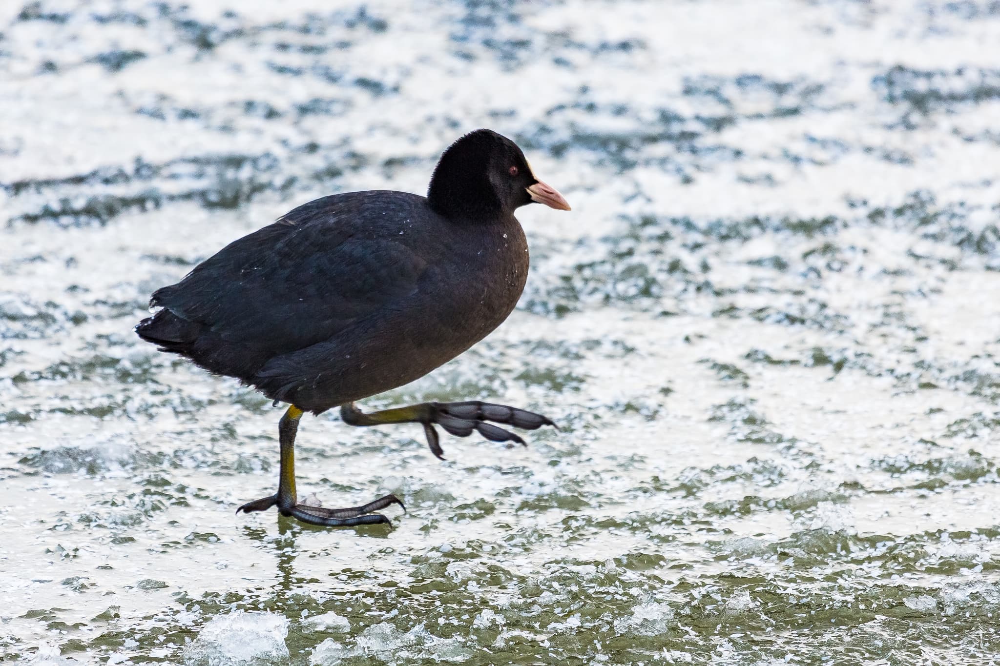 Vogel auf winterlicher Eisfläche auf Isenstausee, Winhöring. Winterlandschaft im Landkreis Altötting, Oberbayern, Region Inn-Salzach, Deutschland.