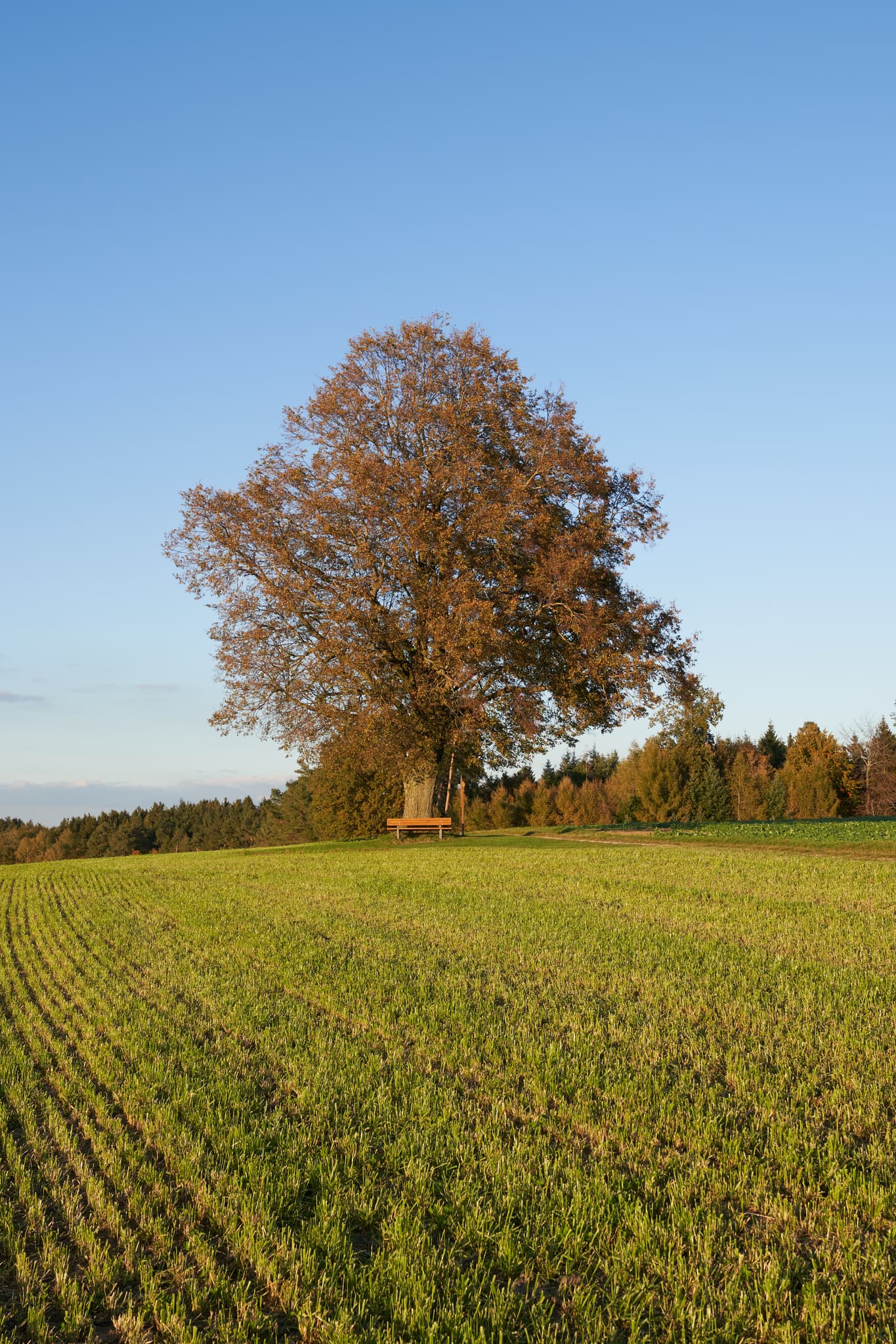 Blick auf markante Linde mit Ruhebank auf Feld in Rainbichl, Gemeinde Tyrlaching. Gelegen im Landkreis Altötting, Oberbayern, Inn-Salzach Region, Deutschland.