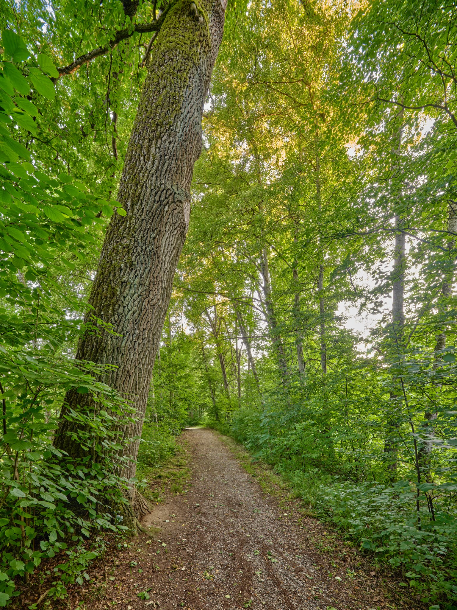 Waldweg im Lichtlberger Wald bei Gern, Eggenfelden, Rottal-Inn, Niederbayern. Üppiger Laubwald mit Sonnenlicht. Ruhige und grüne Naturlandschaft in Deutschland.