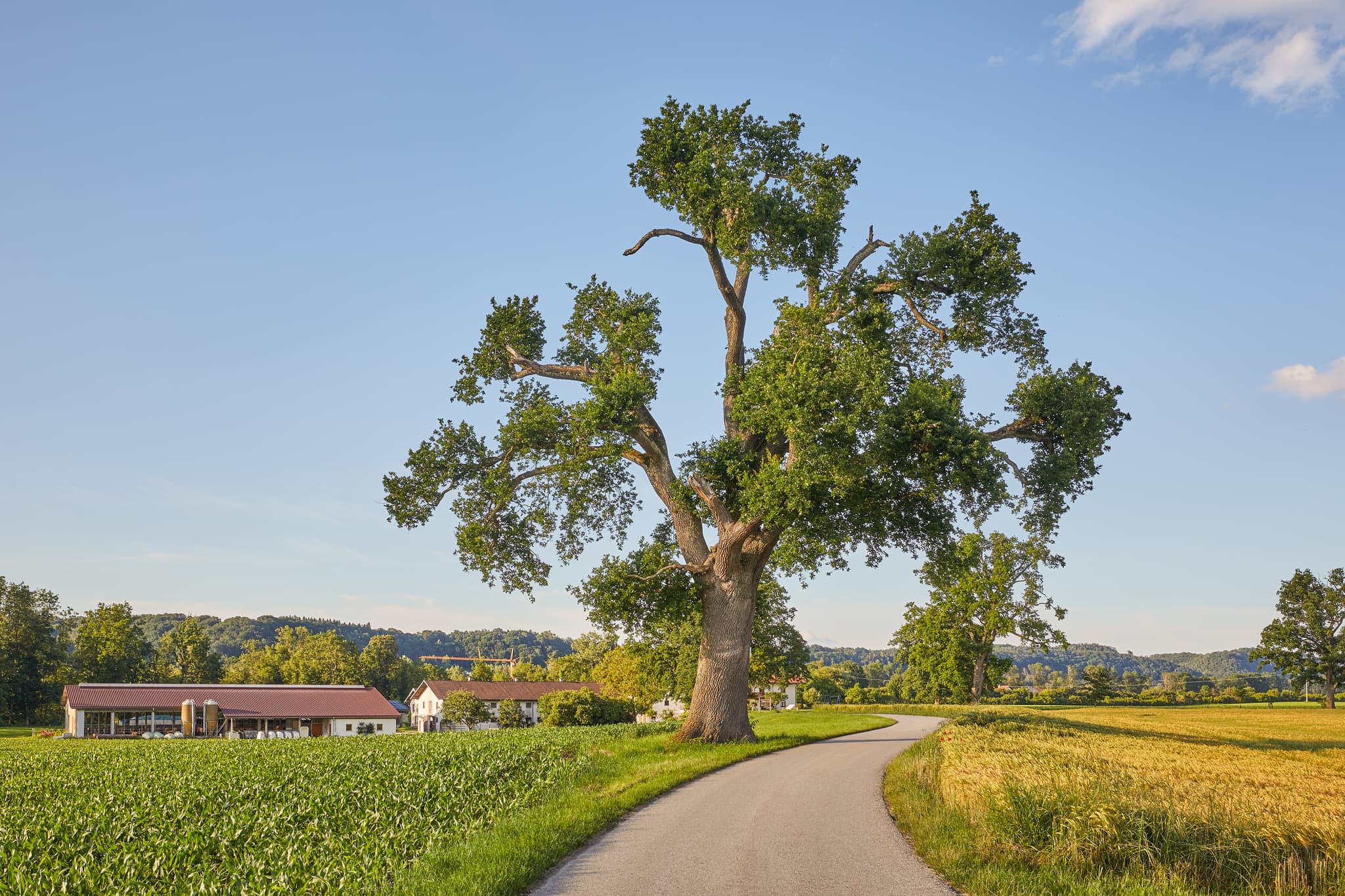 Lohwimm Eichen bei Neuötting im Landkreis Altötting, Regierungsbezirk Oberbayern, Region Inn-Salzach, Deutschland.