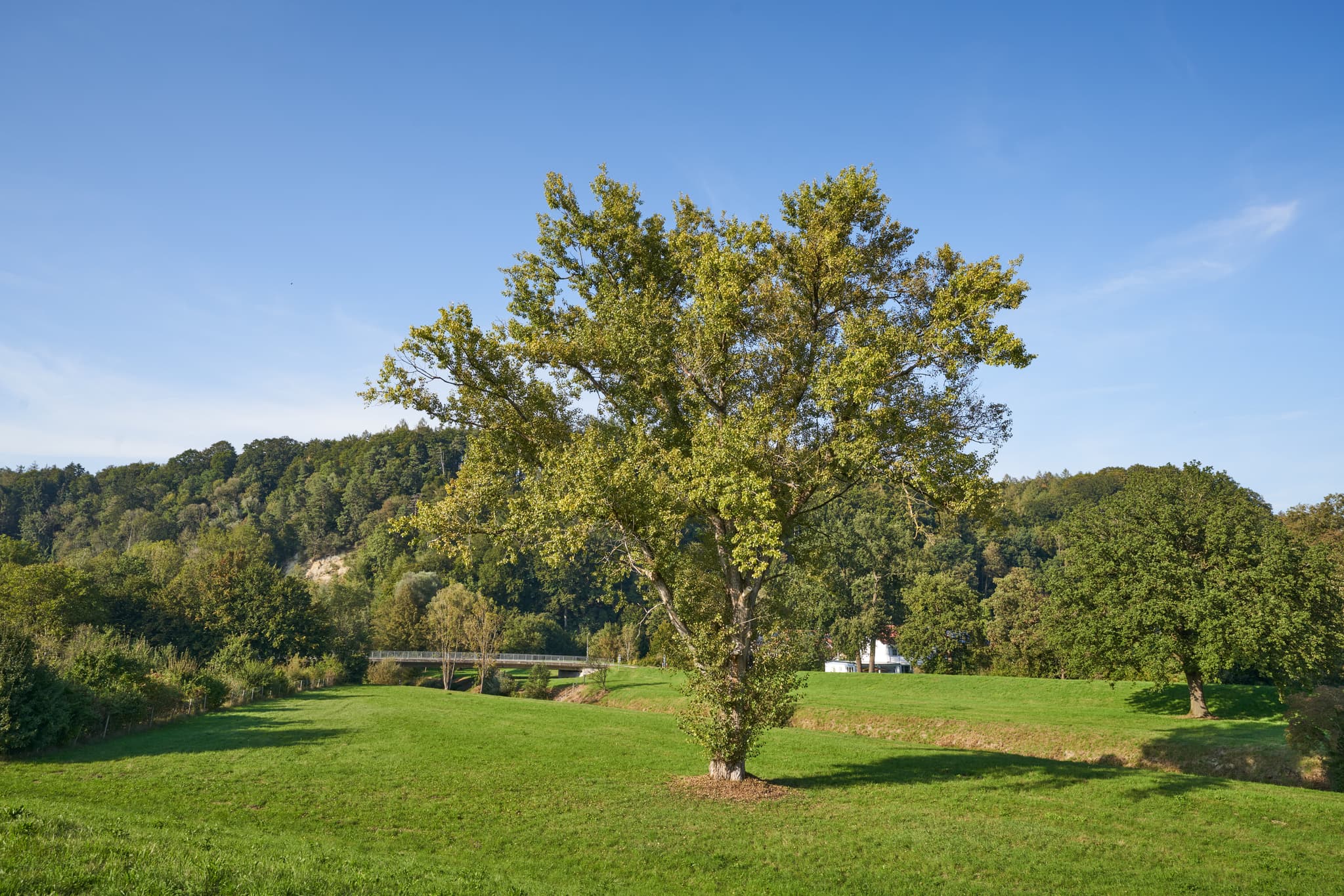 Landschaftsbild an der Isen mit Baum auf Wiese, umgeben von Wald, Haus und Brücke. Steinhöring, Winhöring, Altötting, Oberbayern, Inn-Salzach, Deutschland.