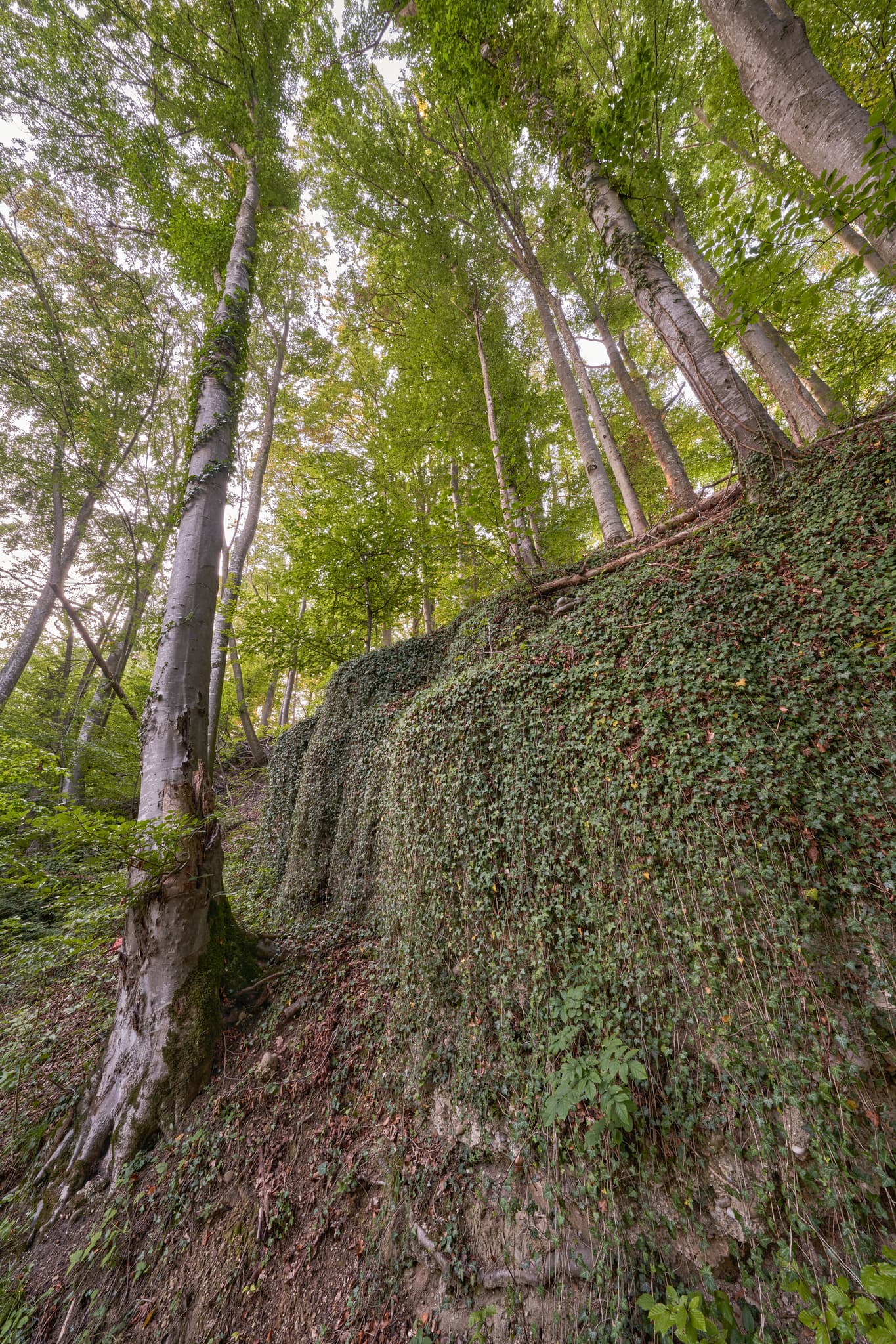 Geologische Orgeln bei Klaffl, Ortsteil von Kastl, Landkreis Altötting, Oberbayern, Deutschland. Überwachsene Felsformationen in der Region Inn-Salzach.