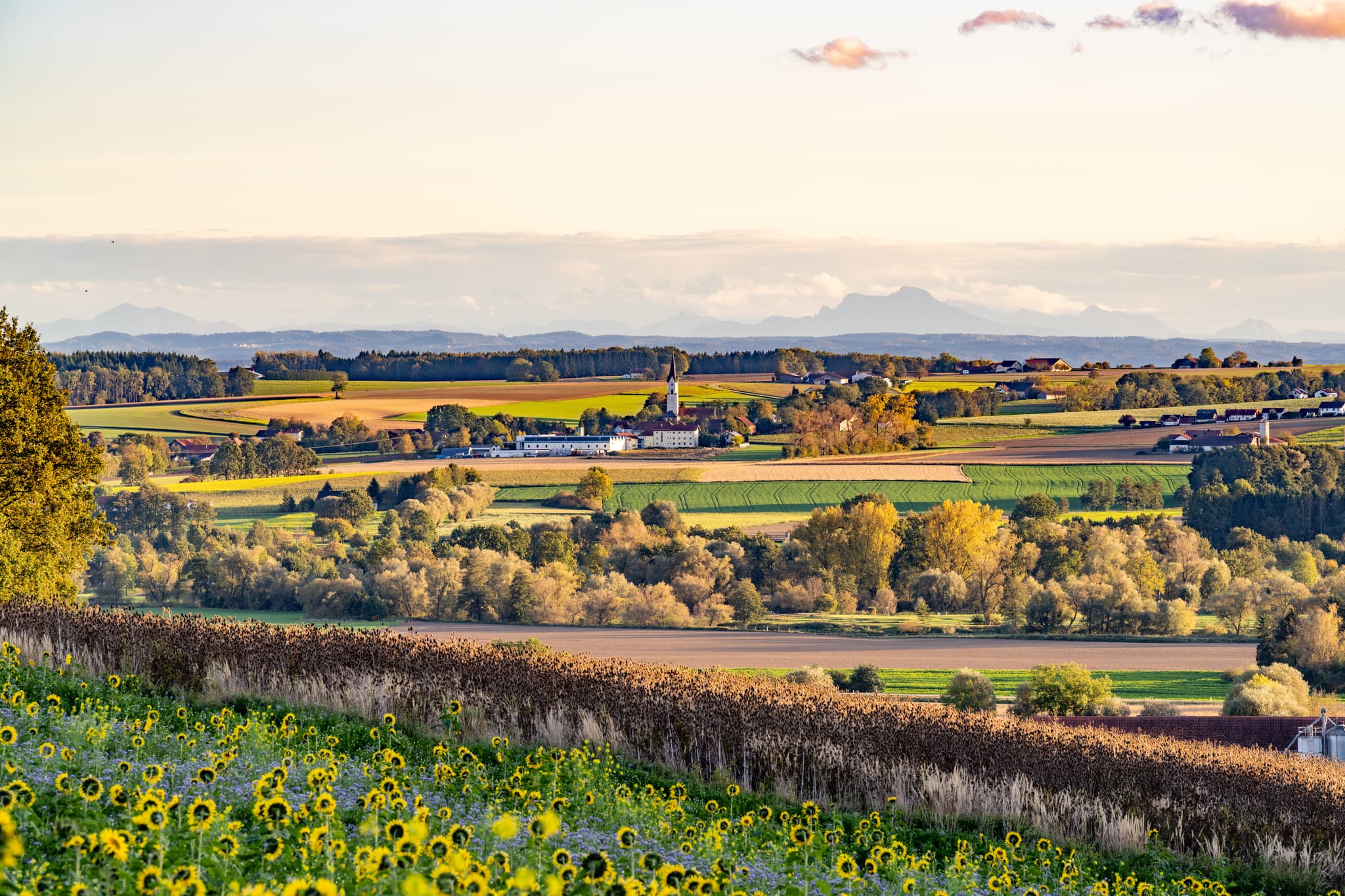 Herbstliche Szenerie mit Sonnenblumen im Kurpark Bad Griesbach. Idyllische Landschaft im niederbayerischen Bäderdreieck, Landkreis Passau, Deutschland.